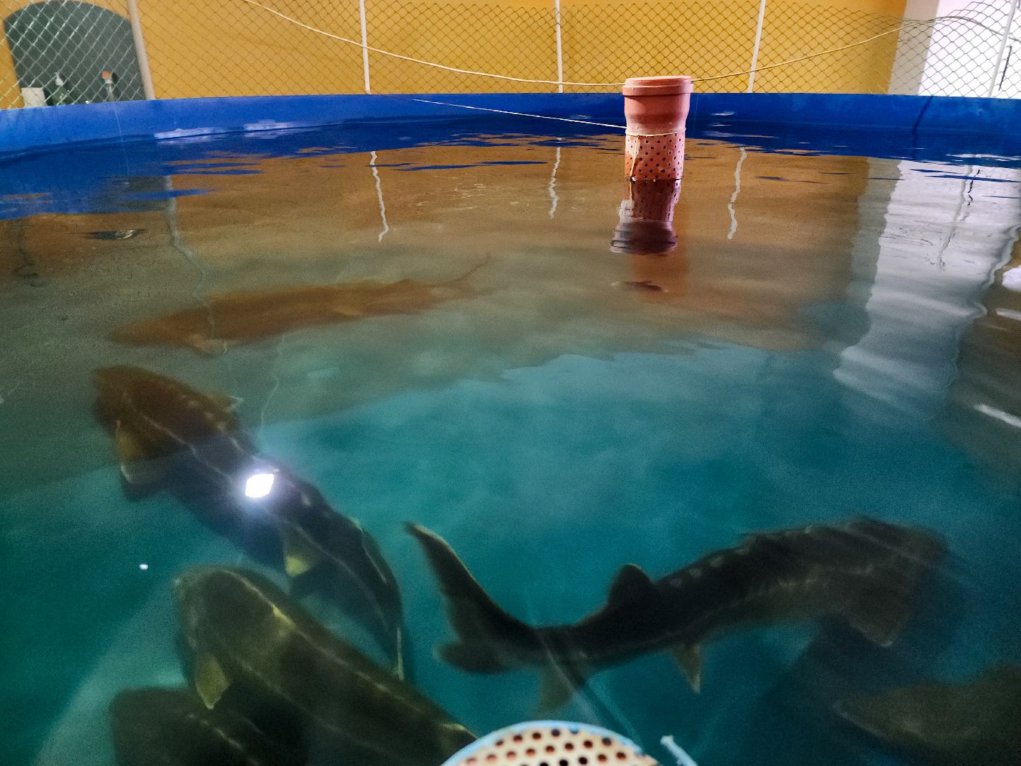 Подольск, виж имени эрнста, Осетр, Рыбы, Наука, Ученый, Премия,