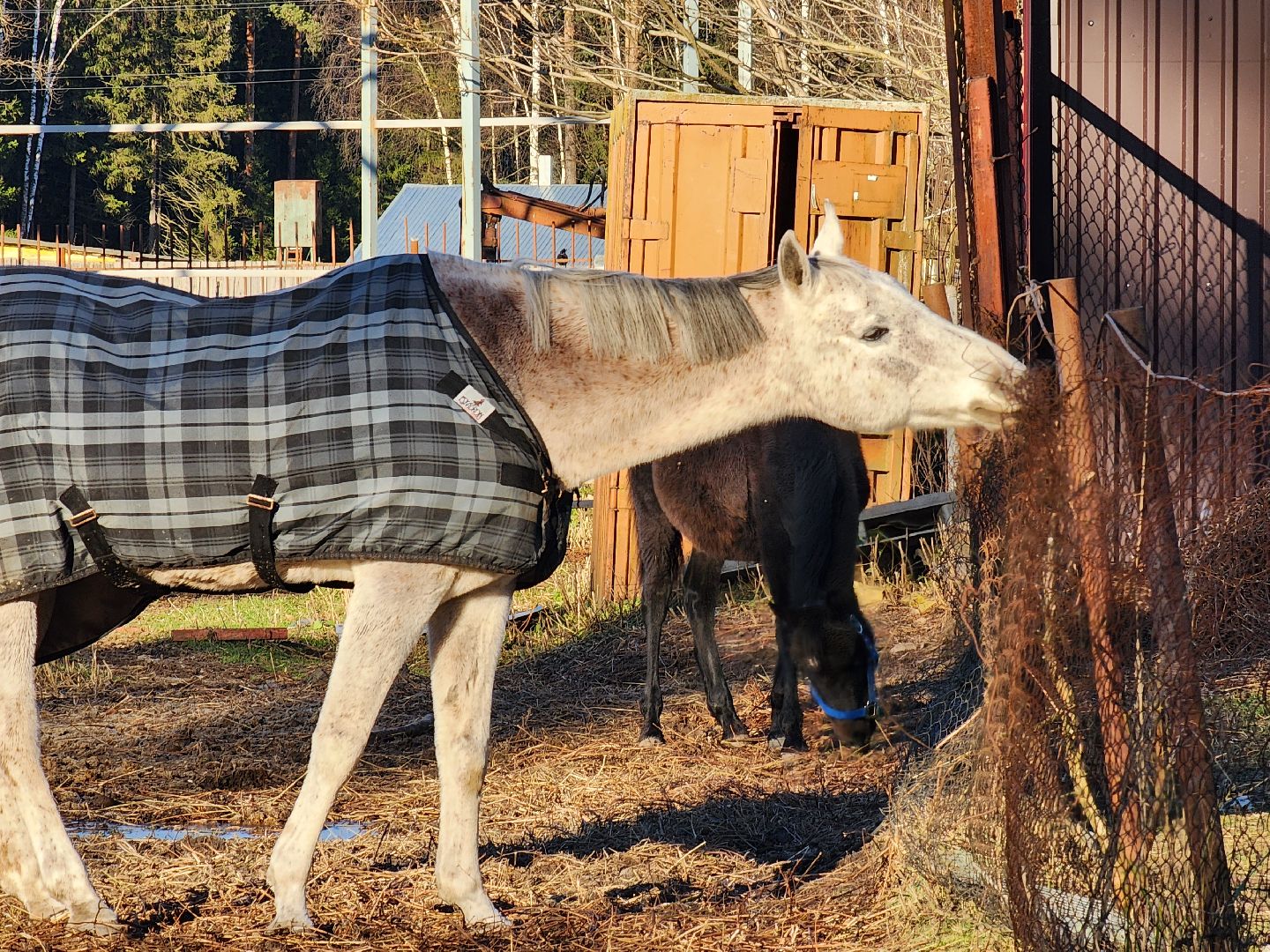 ногинск, мамонтово, конный клуб, лощади, дети,