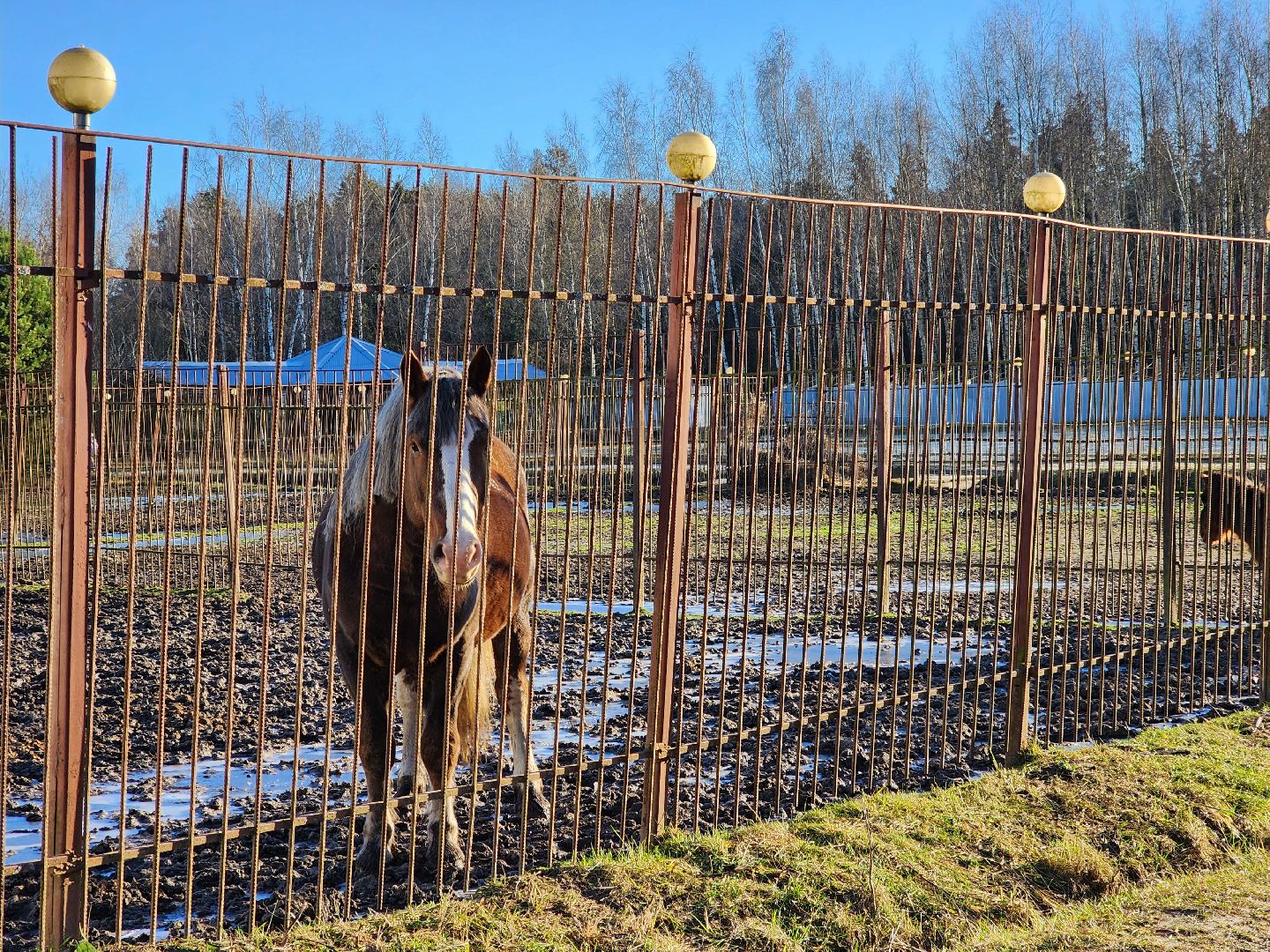 ногинск, мамонтово, конный клуб, лощади, дети,