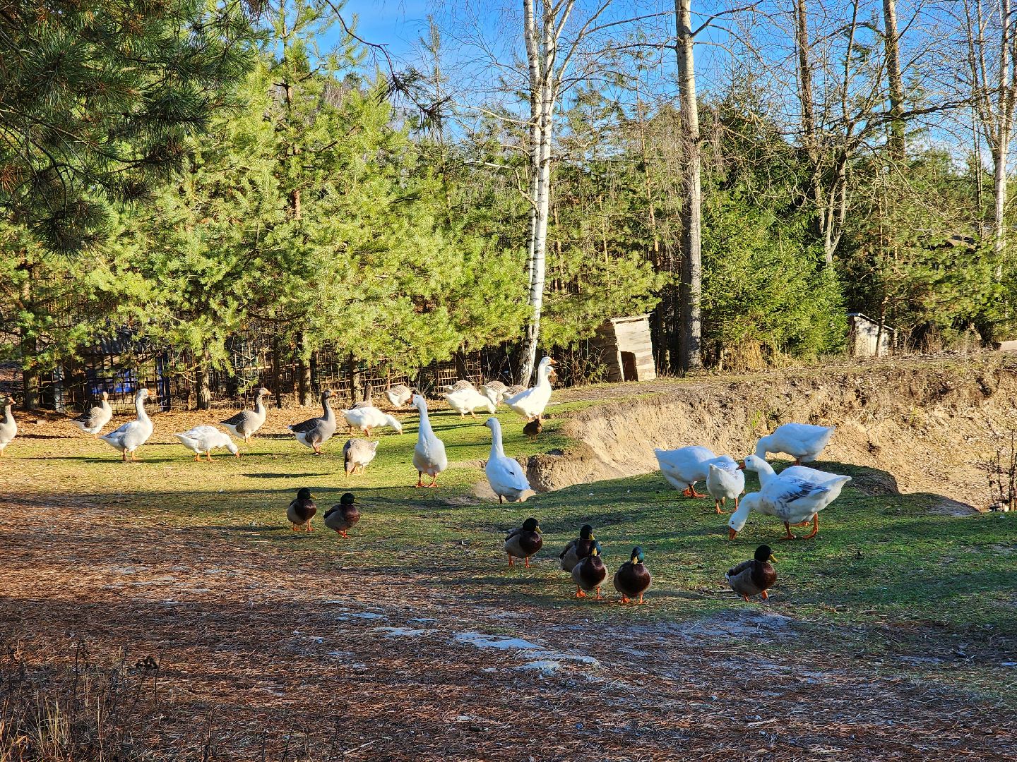 ногинск, мамонтово, конный клуб, лощади, дети,