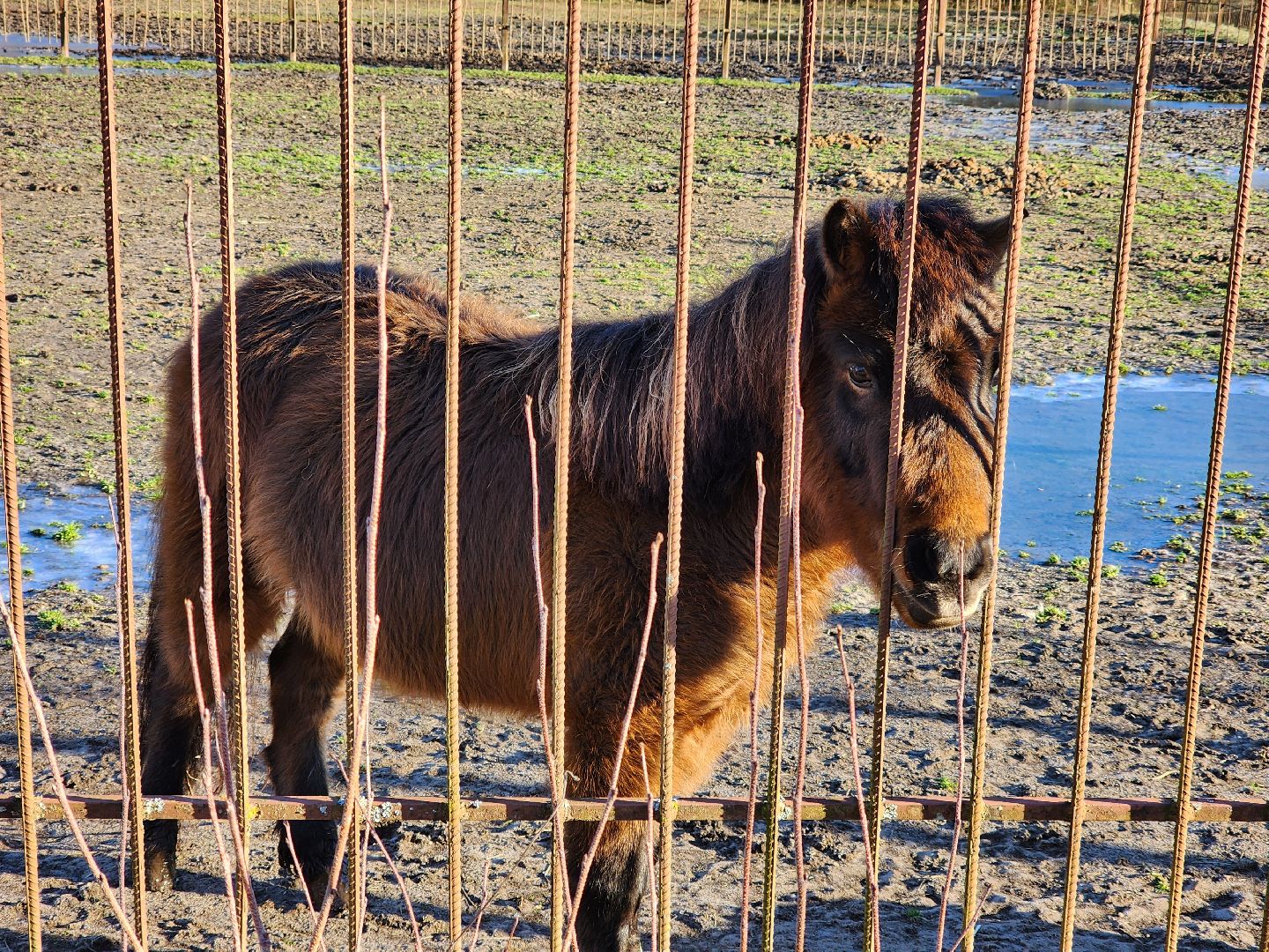 ногинск, мамонтово, конный клуб, лощади, дети,