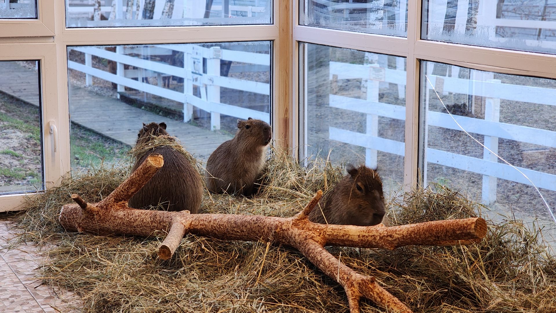 семьи сво, дети, лосино-петровский,