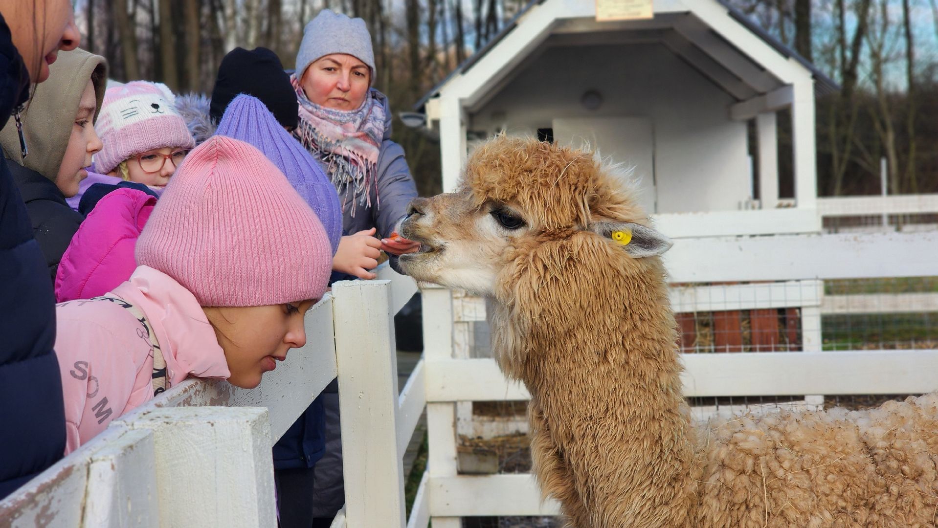 семьи сво, дети, лосино-петровский,