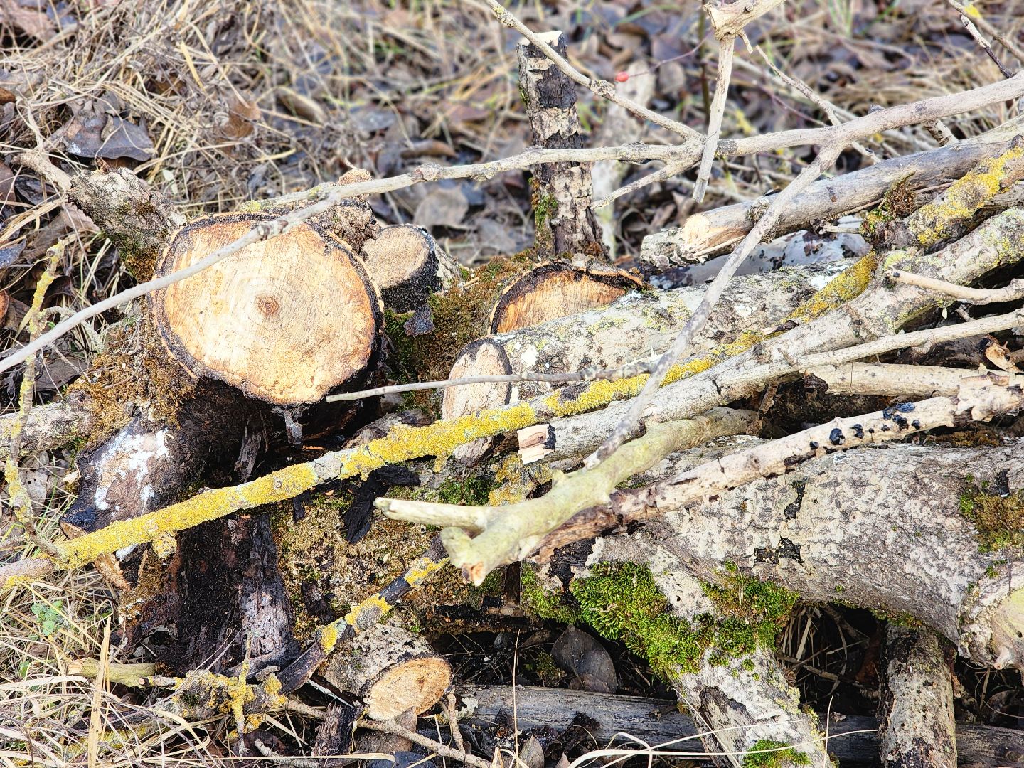 фрязино, удаление аварийных деревьев, мбу городское хозяйство, последствия непогоды,