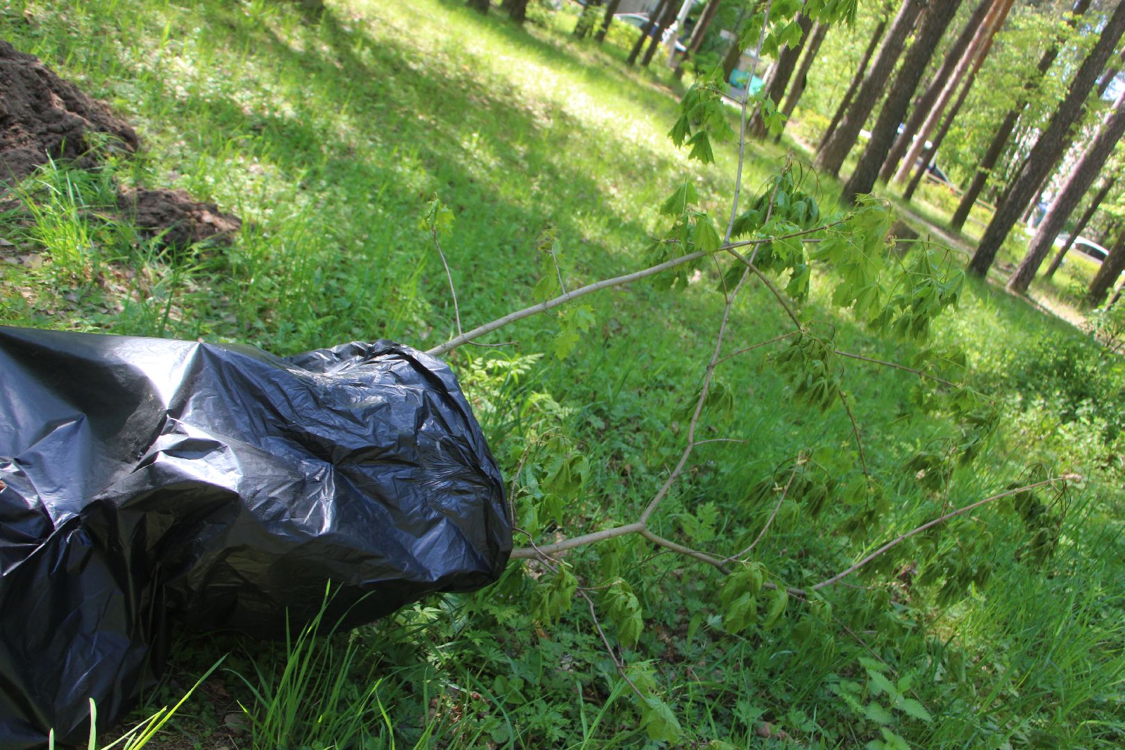 Лес победы, Протвино, экология, акция, озеленение