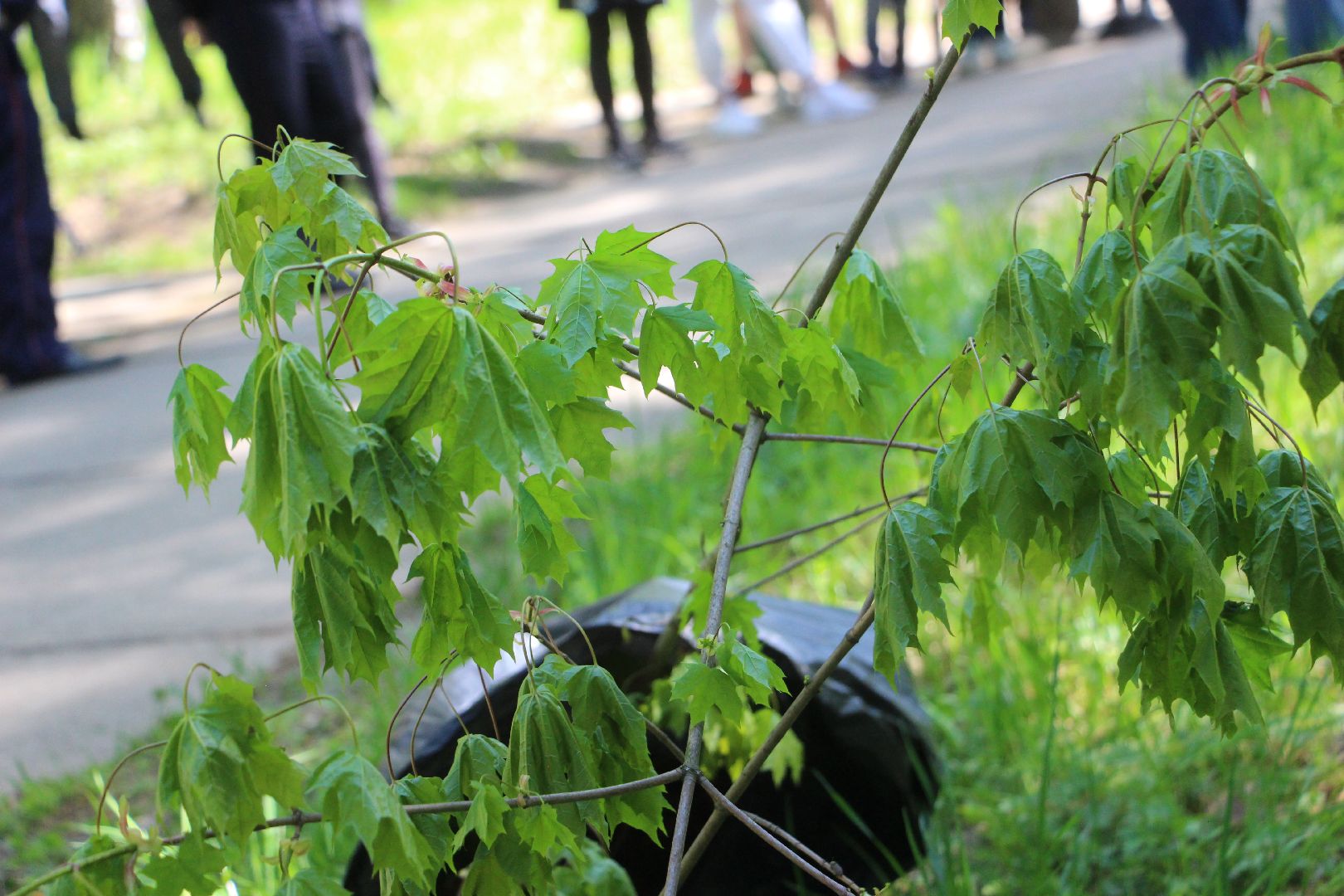 Лес победы, Протвино, экология, акция, озеленение