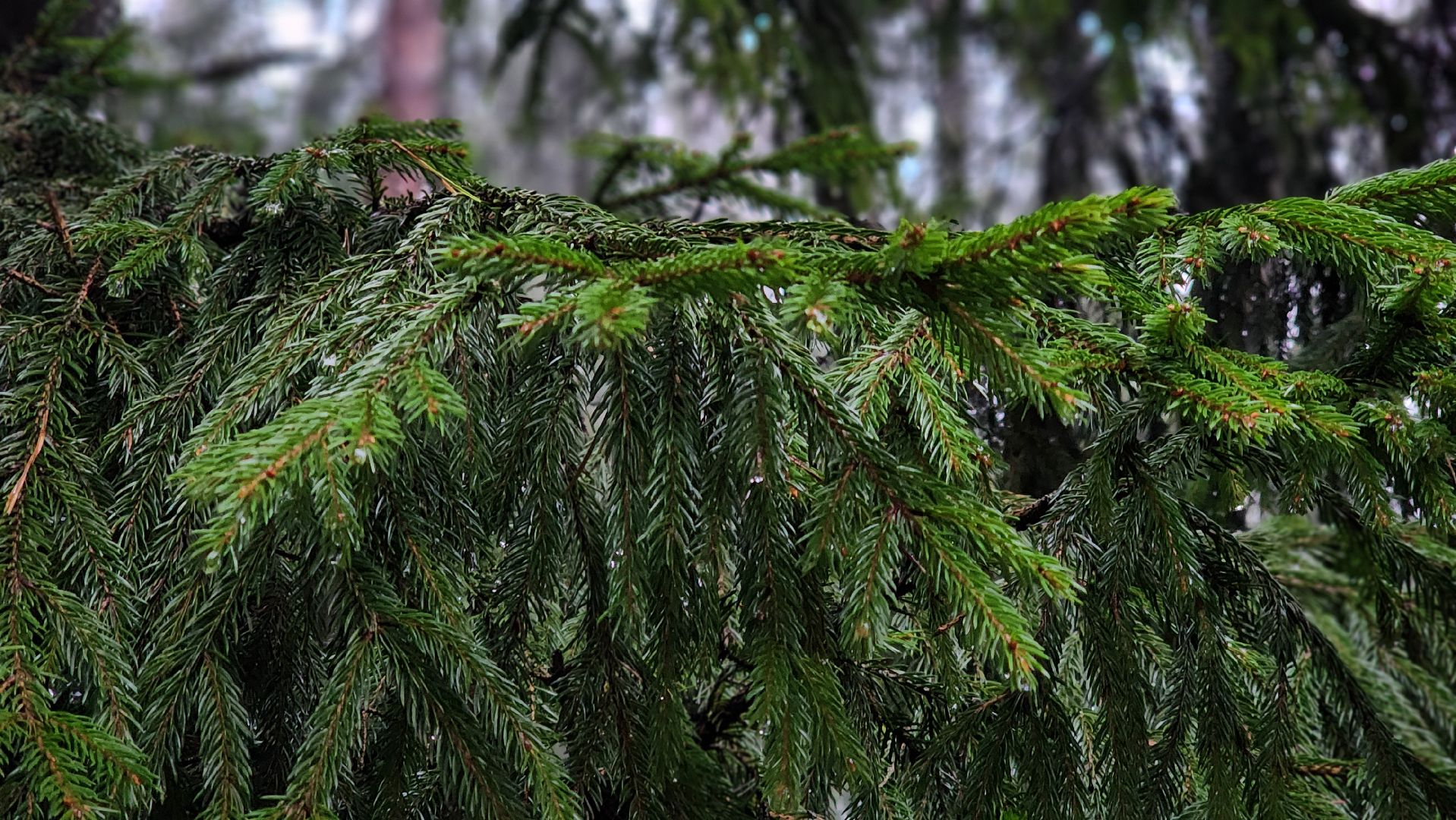 Руза, Мособллес, кремлевская елка,