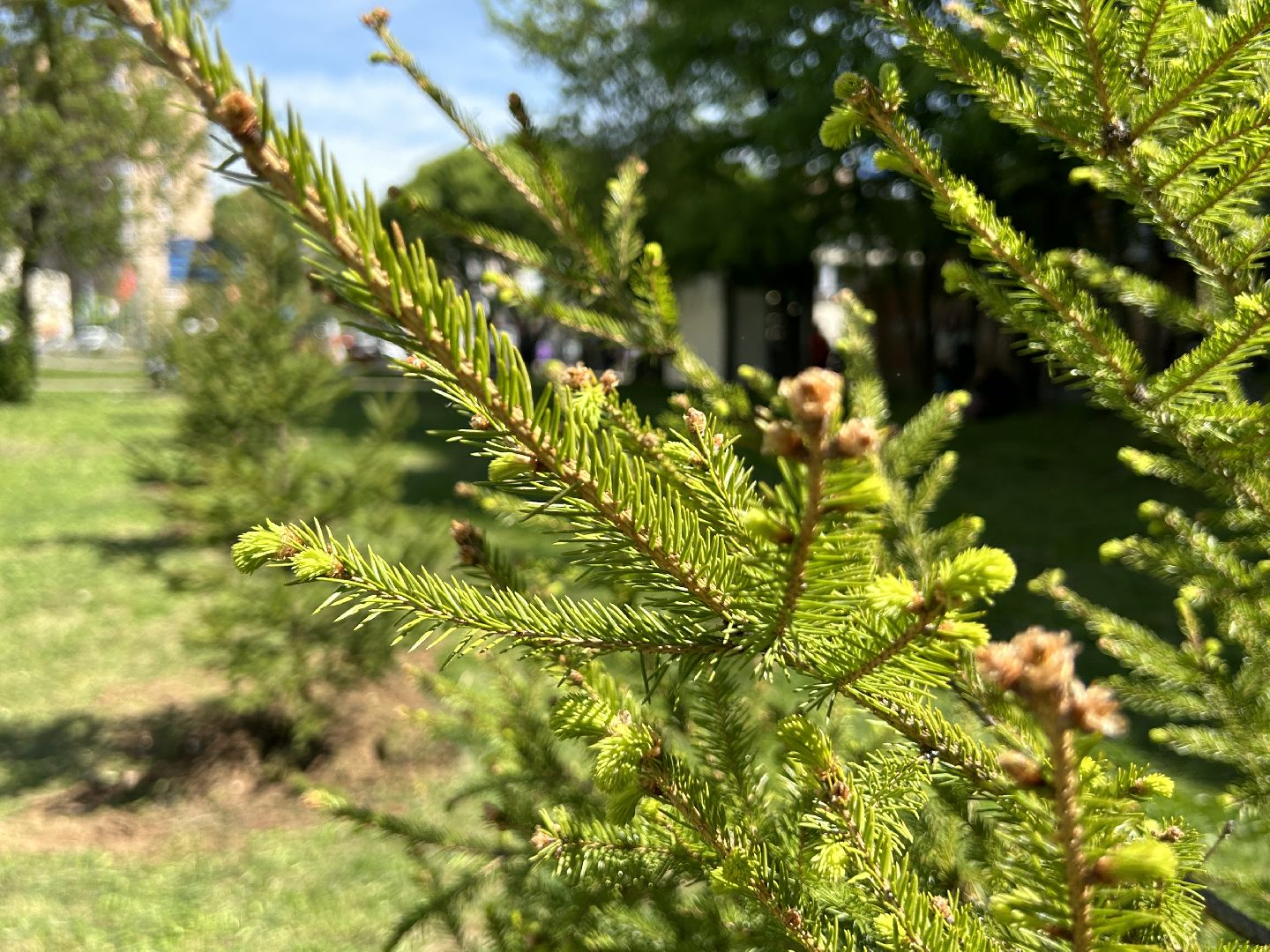 лес победы, акция, экология, Фрязино