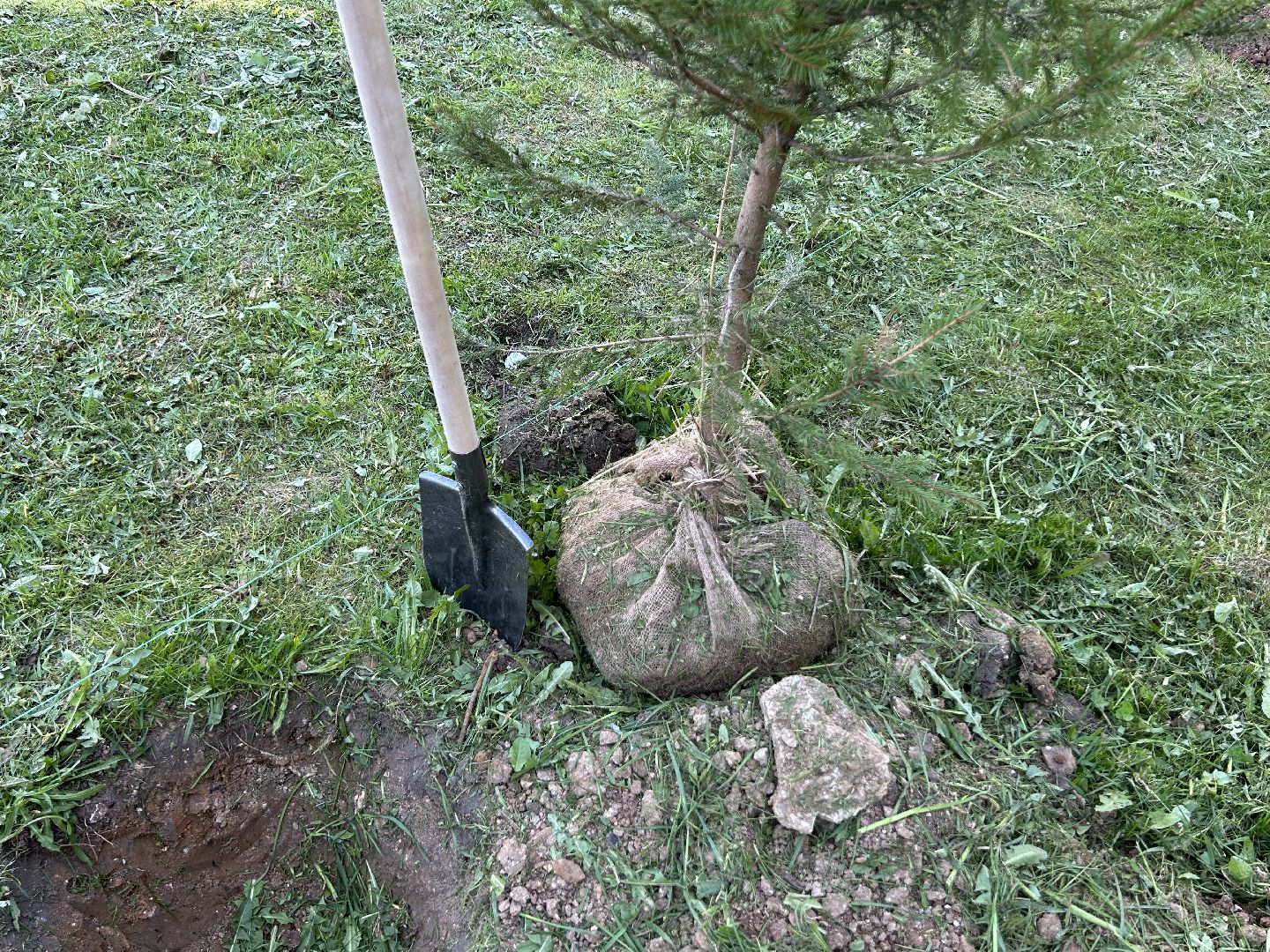 лес победы, акция, экология, Фрязино