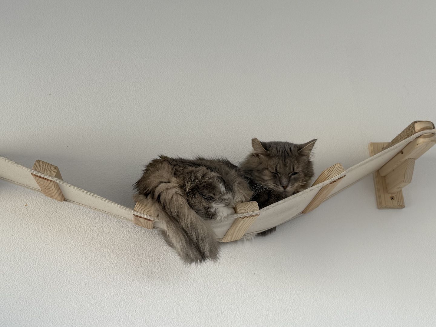 Котельники, Животные, Кошки, Зима, Помощь ,