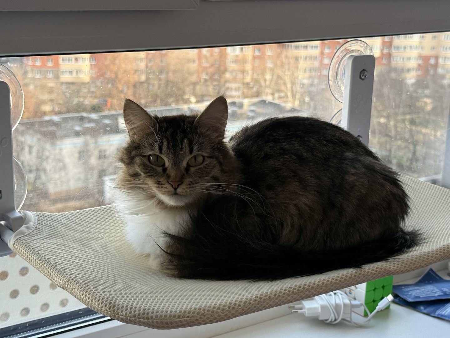 Котельники, Животные, Кошки, Зима, Помощь ,