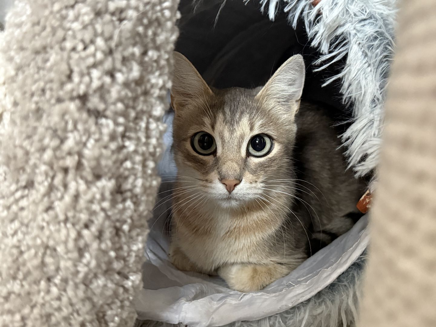 Котельники, Животные, Кошки, Зима, Помощь ,