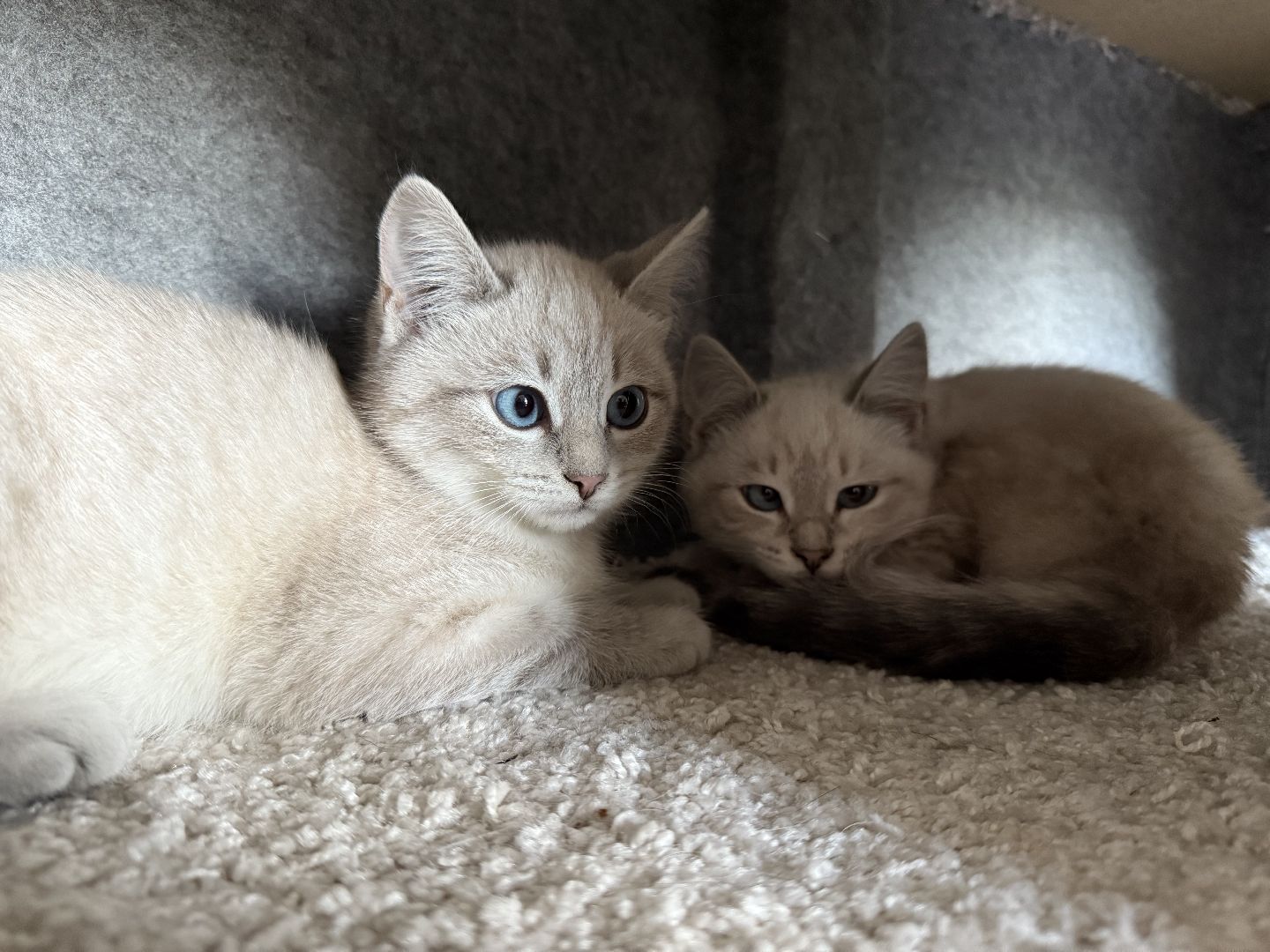 Котельники, Животные, Кошки, Зима, Помощь ,