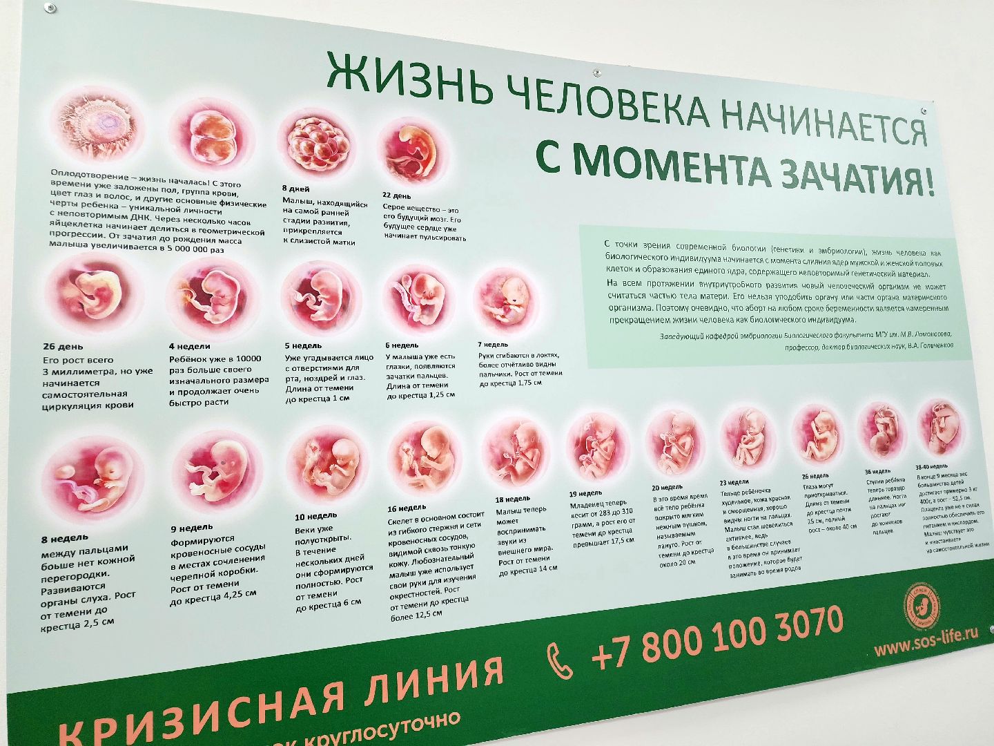 солнечногорск, беременность, роды, здравоохранение, медицина ,