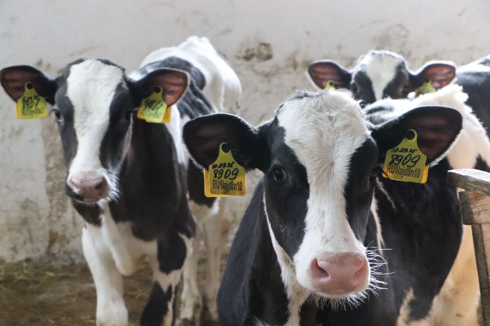 серебряные пруды, минсельхоз мо, КФХ, грант, агростартап,