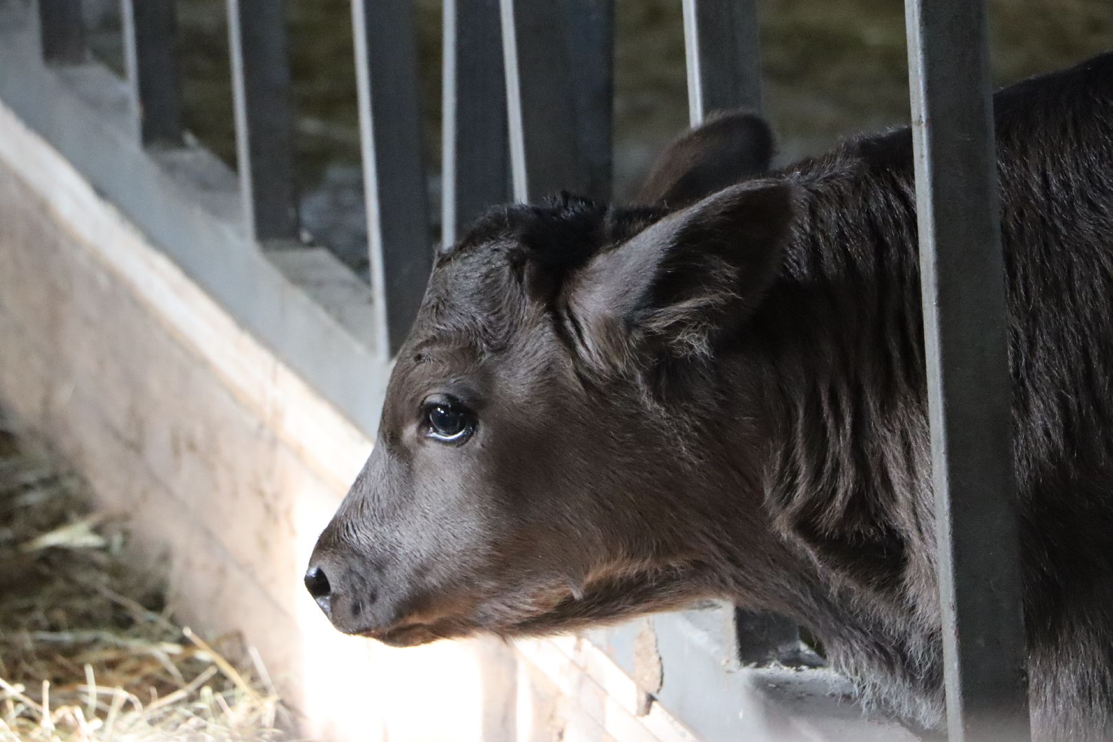 серебряные пруды, минсельхоз мо, КФХ, грант, агростартап,