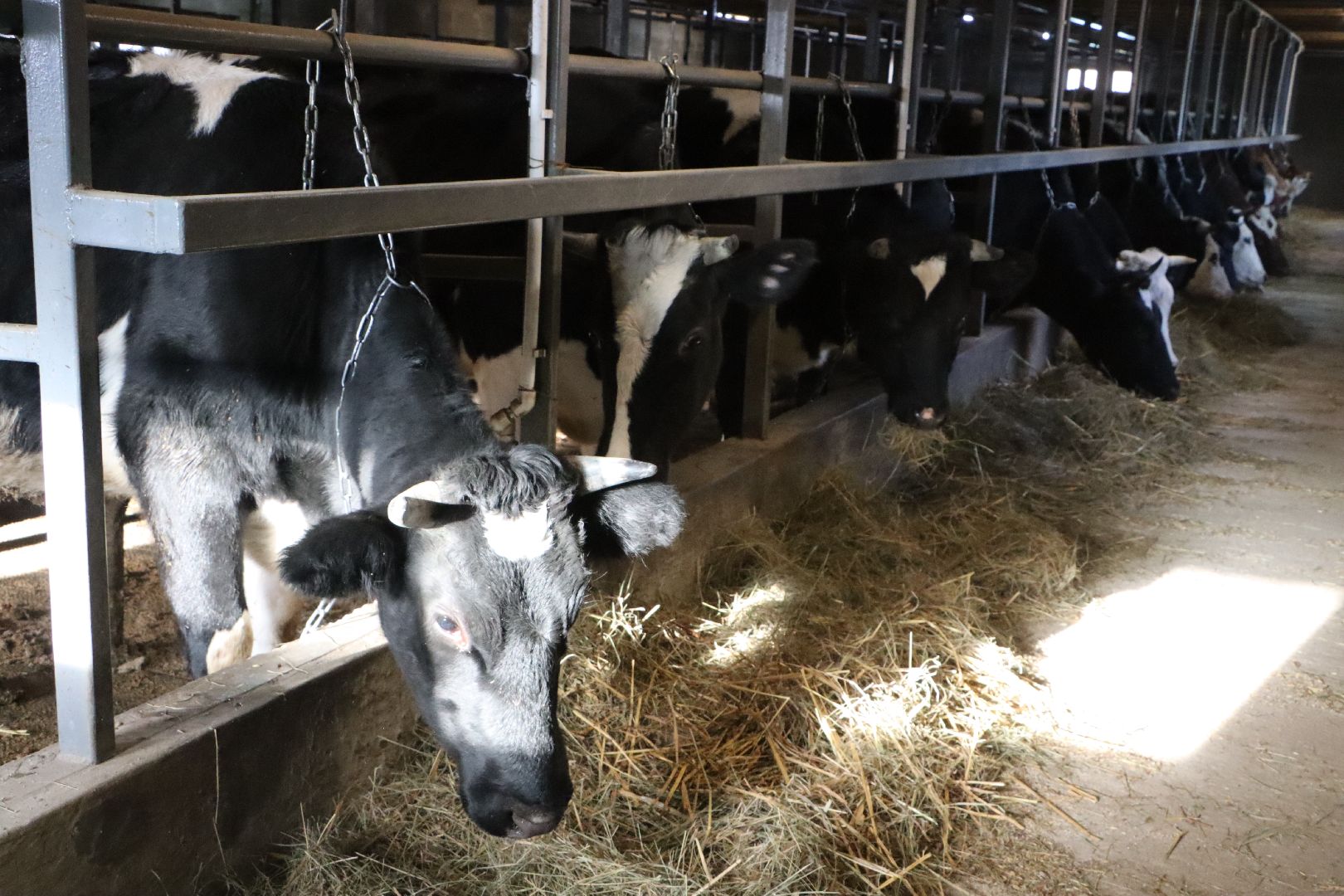 серебряные пруды, минсельхоз мо, КФХ, грант, агростартап,