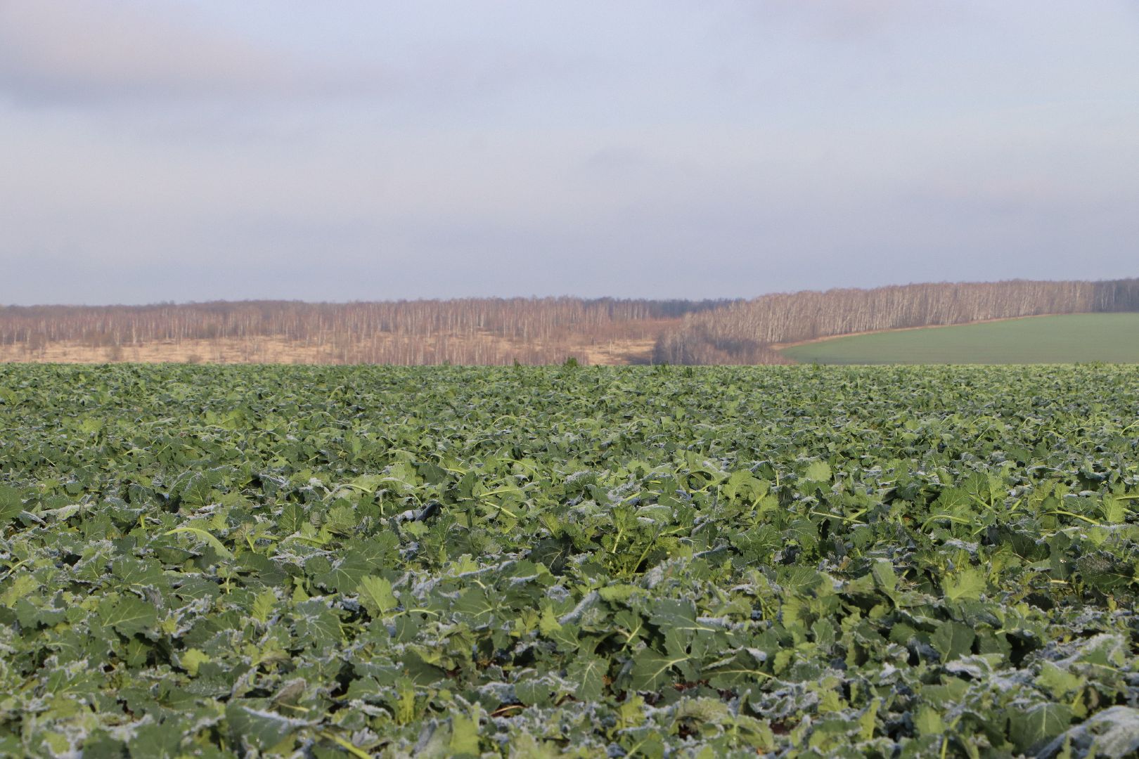 серебряные пруды, урожай 2026, посевная, озимые, рапс, пшеница, сельское хозяйство, растеневодство,