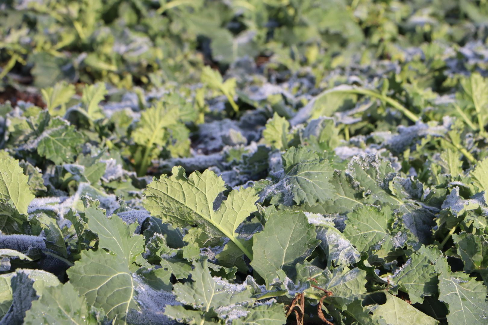 серебряные пруды, урожай 2026, посевная, озимые, рапс, пшеница, сельское хозяйство, растеневодство,