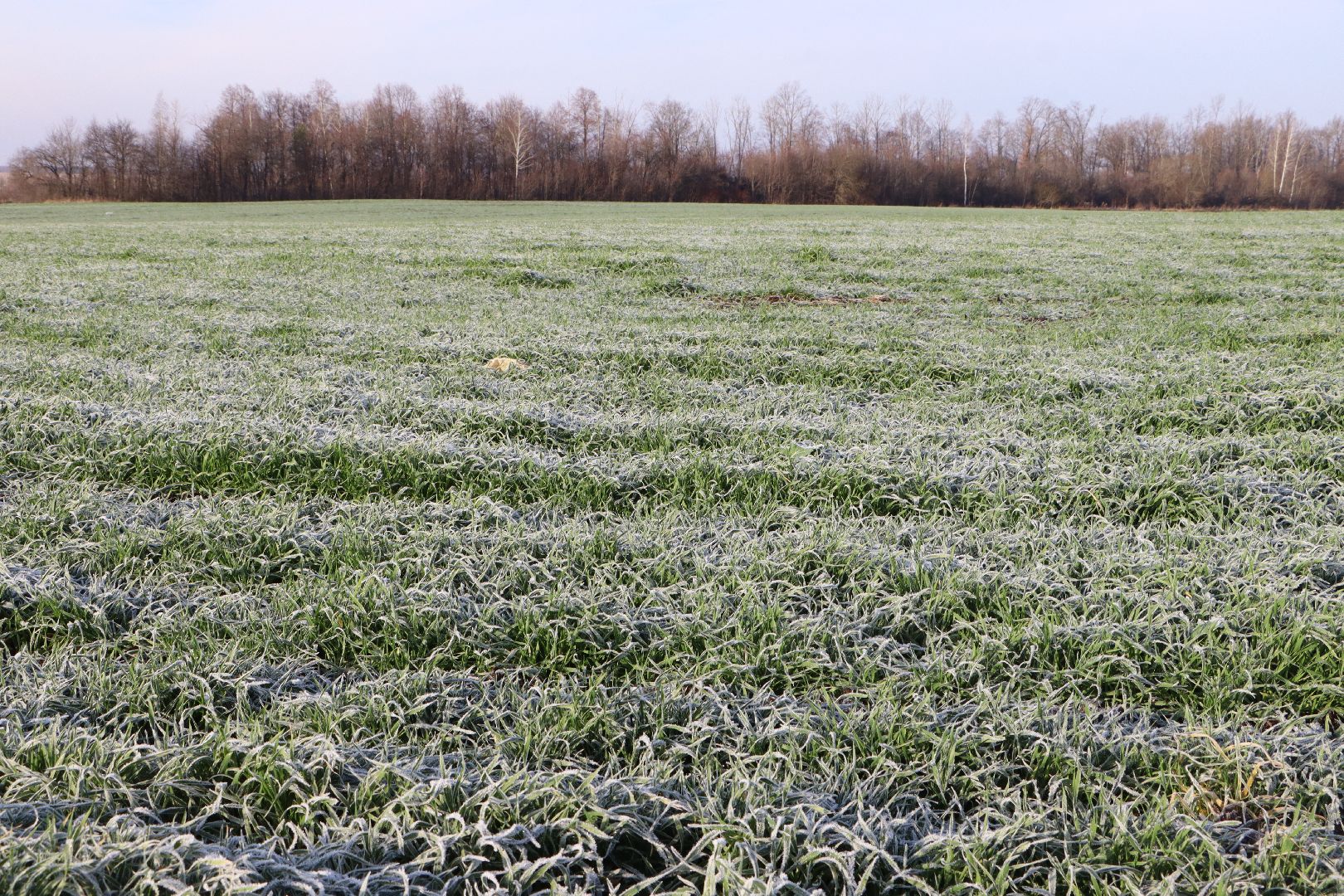 серебряные пруды, урожай 2026, посевная, озимые, рапс, пшеница, сельское хозяйство, растеневодство,
