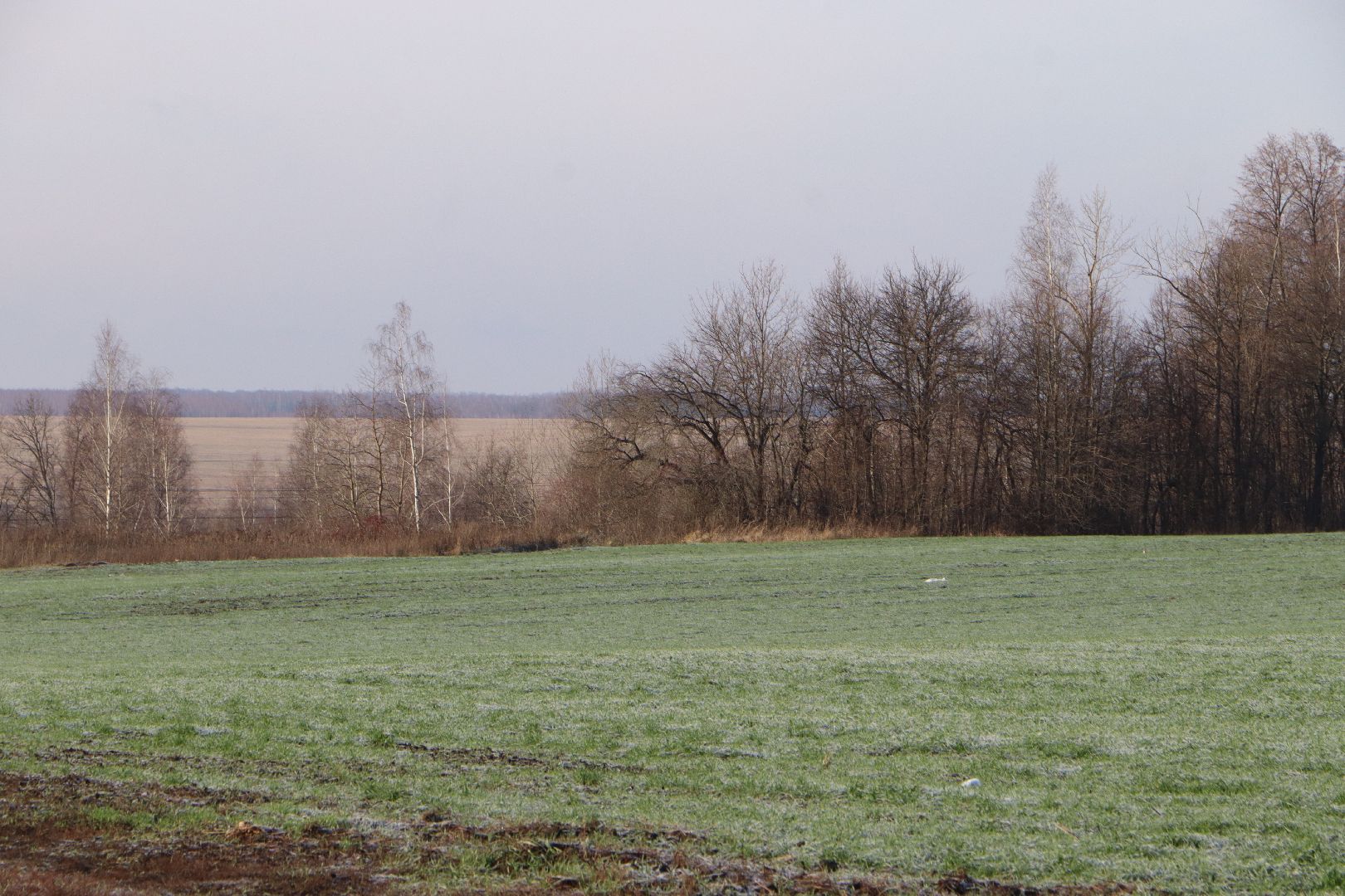 серебряные пруды, урожай 2026, посевная, озимые, рапс, пшеница, сельское хозяйство, растеневодство,