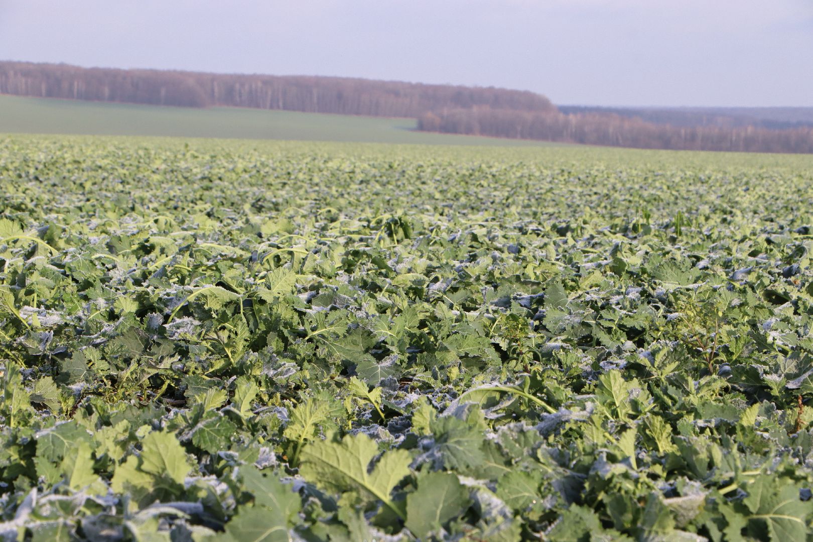 серебряные пруды, урожай 2026, посевная, озимые, рапс, пшеница, сельское хозяйство, растеневодство,