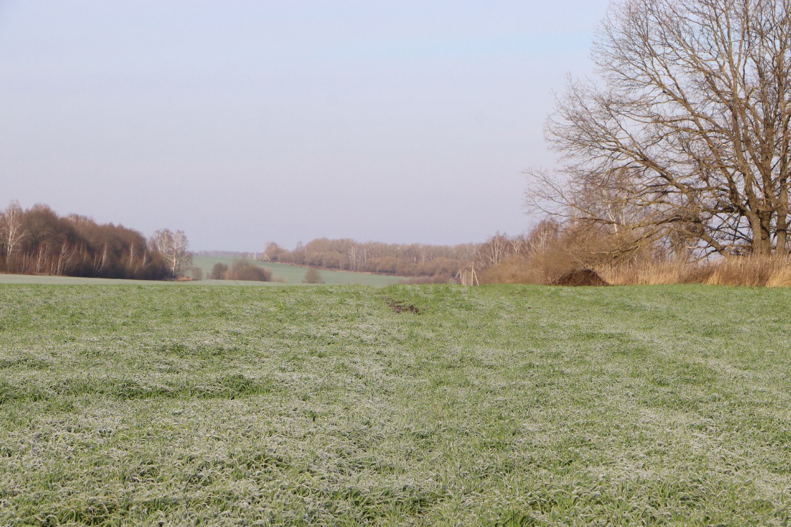 серебряные пруды, урожай 2026, посевная, озимые, рапс, пшеница, сельское хозяйство, растеневодство,