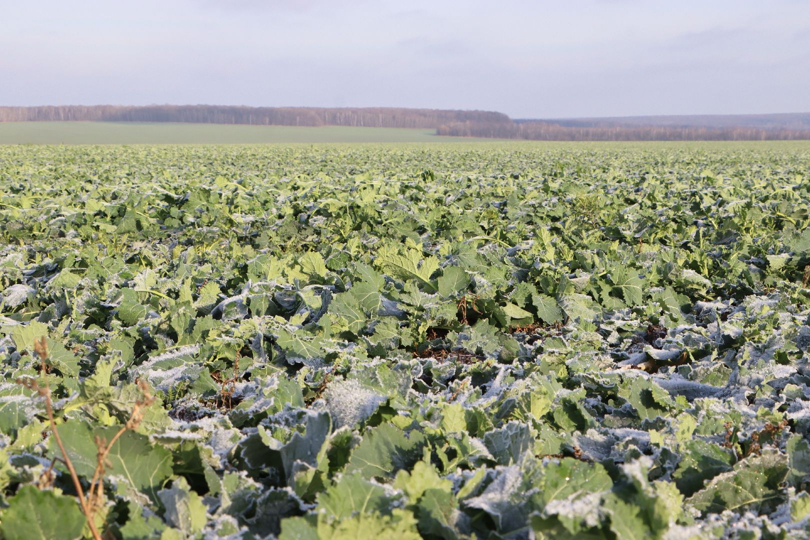серебряные пруды, урожай 2026, посевная, озимые, рапс, пшеница, сельское хозяйство, растеневодство,
