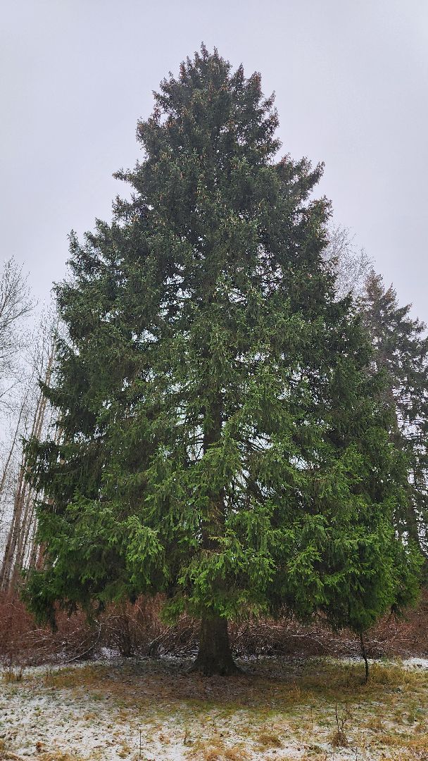 Руза, кремлевская елка, Мосавтодор,