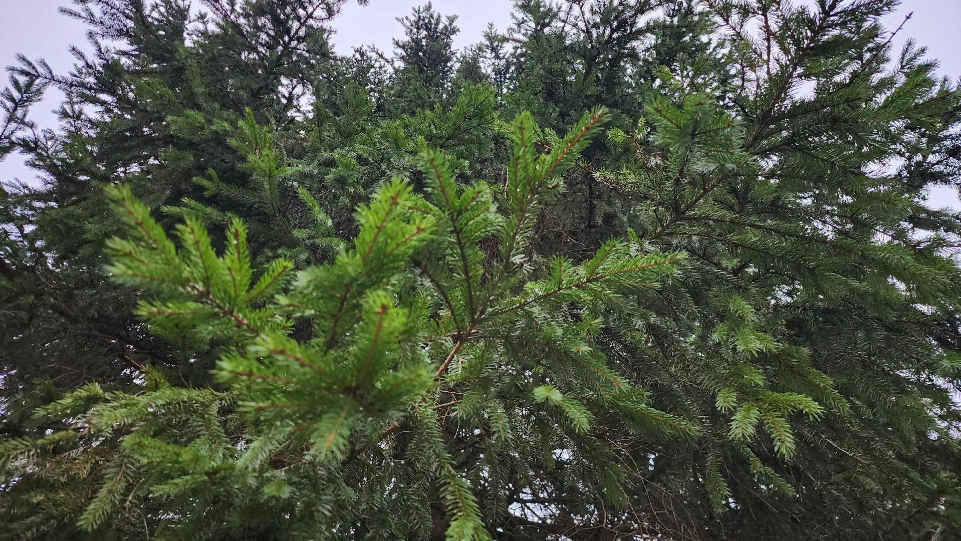 Руза, кремлевская елка, Мосавтодор,