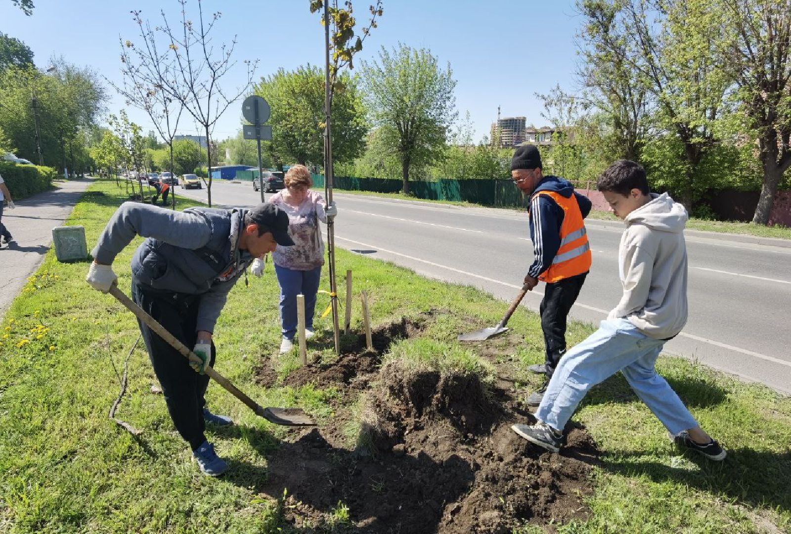 Подольск, деревья