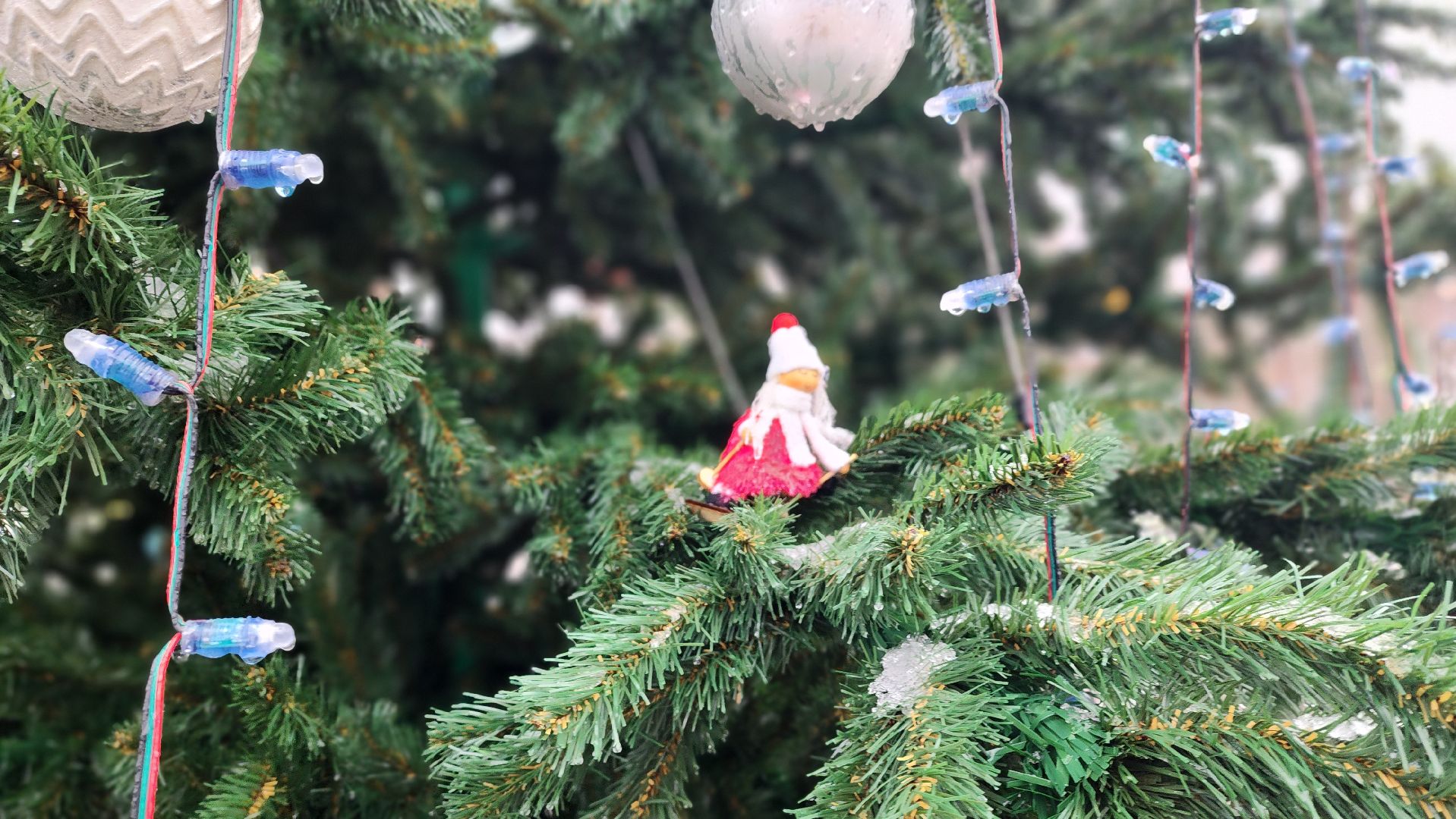 клин, сестрорецкий парк, новый год, елка, зима в подмосковье,