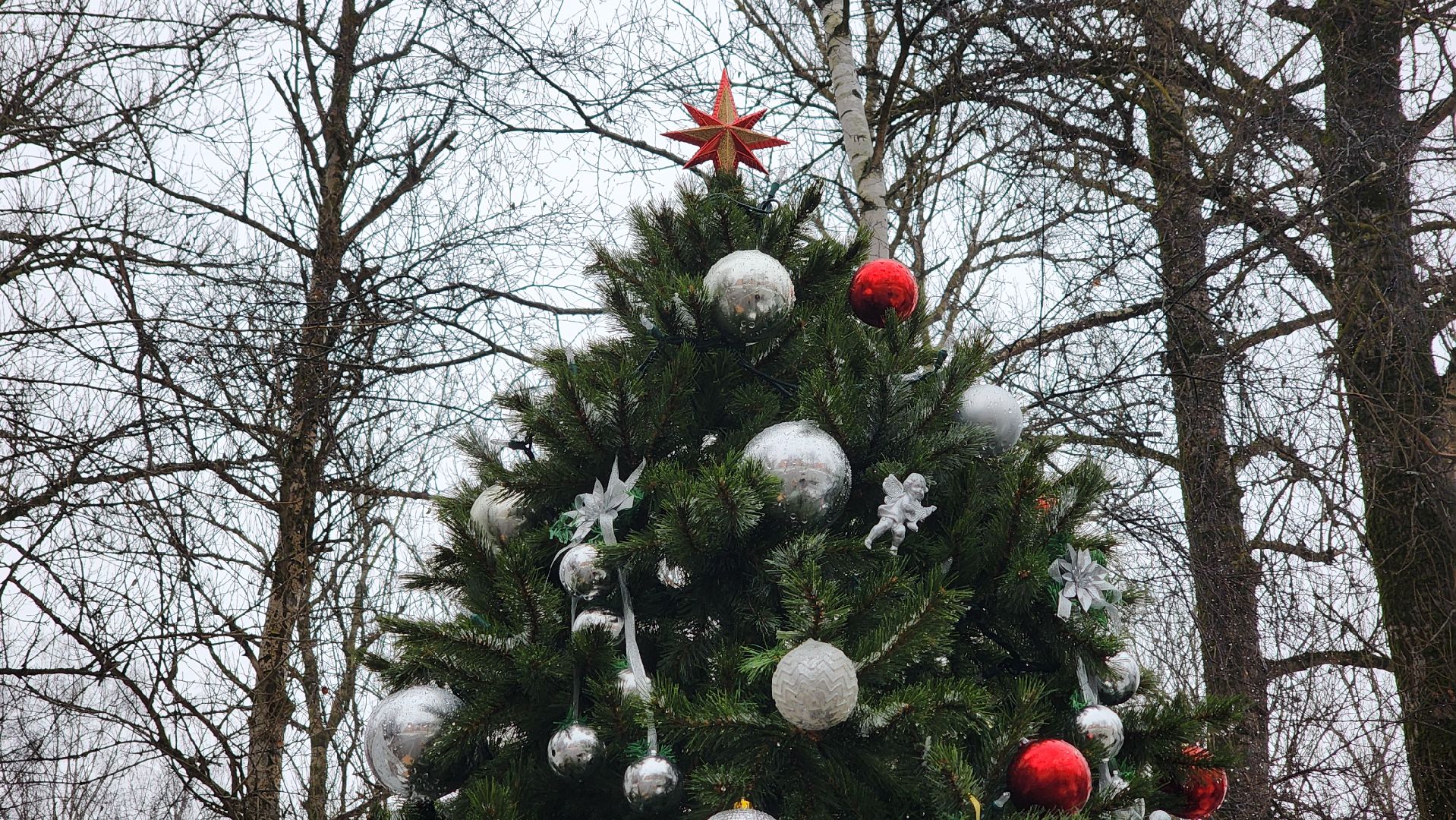 клин, сестрорецкий парк, новый год, елка, зима в подмосковье,