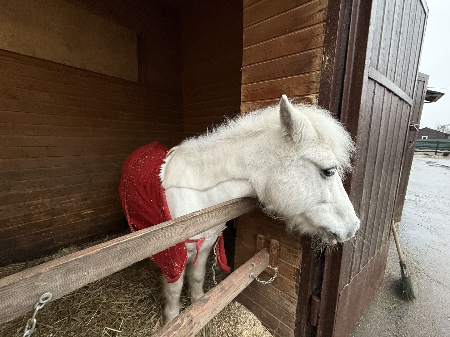 Котельники, Конный спорт, Лошади , Уход , Зима,