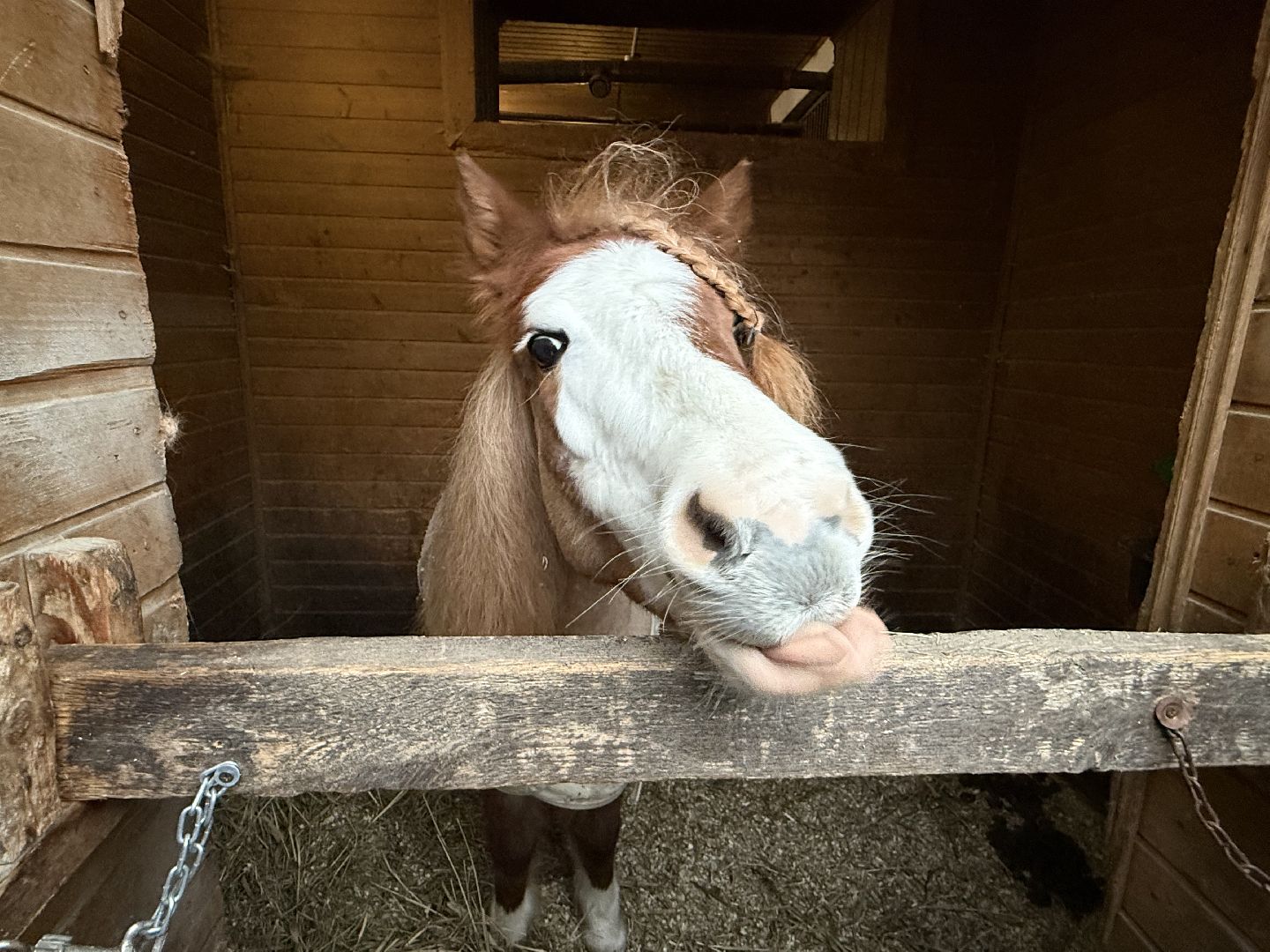 Котельники, Конный спорт, Лошади , Уход , Зима,