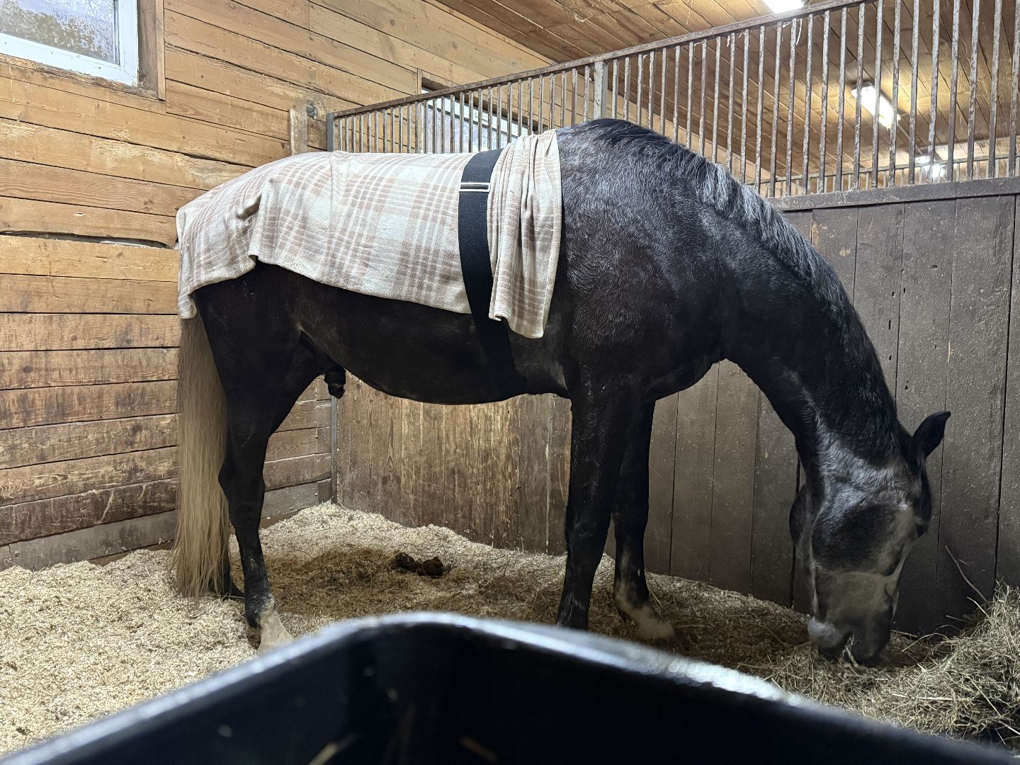 Котельники, Конный спорт, Лошади , Уход , Зима,