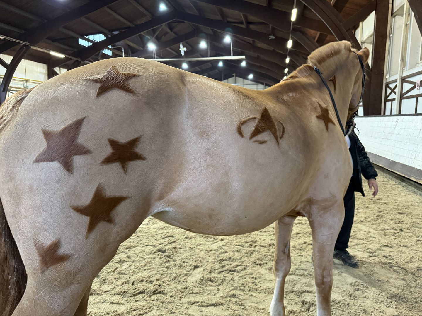 Котельники, Конный спорт, Лошади , Уход , Зима,