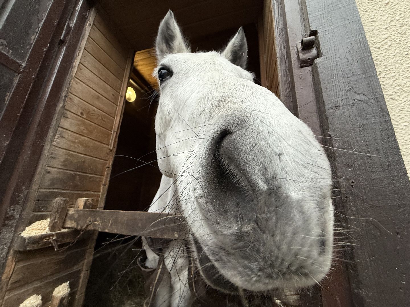 Котельники, Конный спорт, Лошади , Уход , Зима,