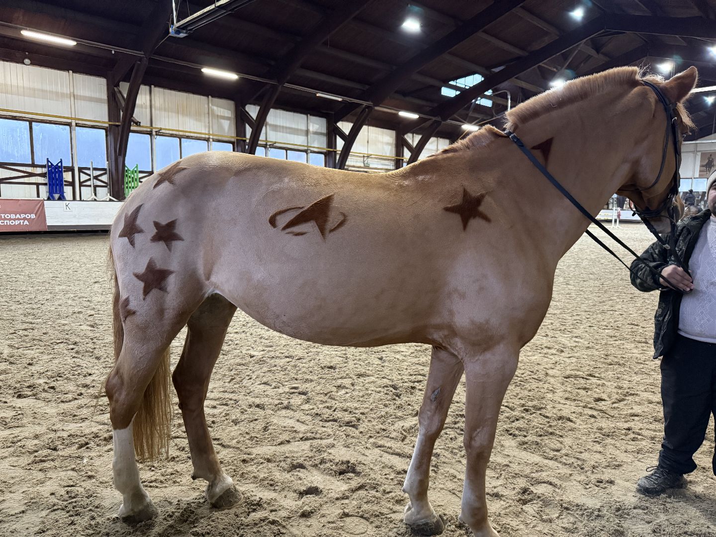 Котельники, Конный спорт, Лошади , Уход , Зима,