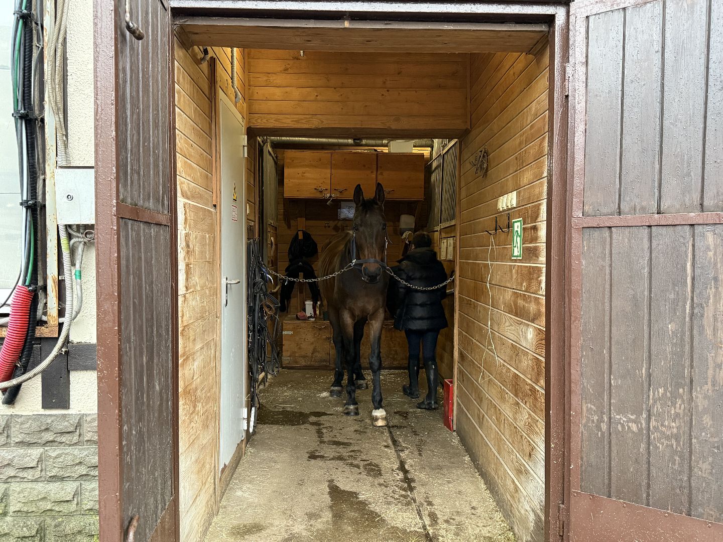 Котельники, Конный спорт, Лошади , Уход , Зима,