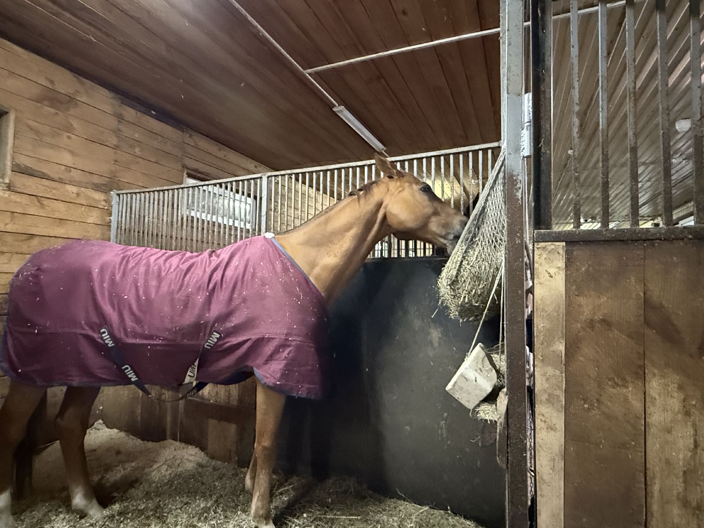 Котельники, Конный спорт, Лошади , Уход , Зима,