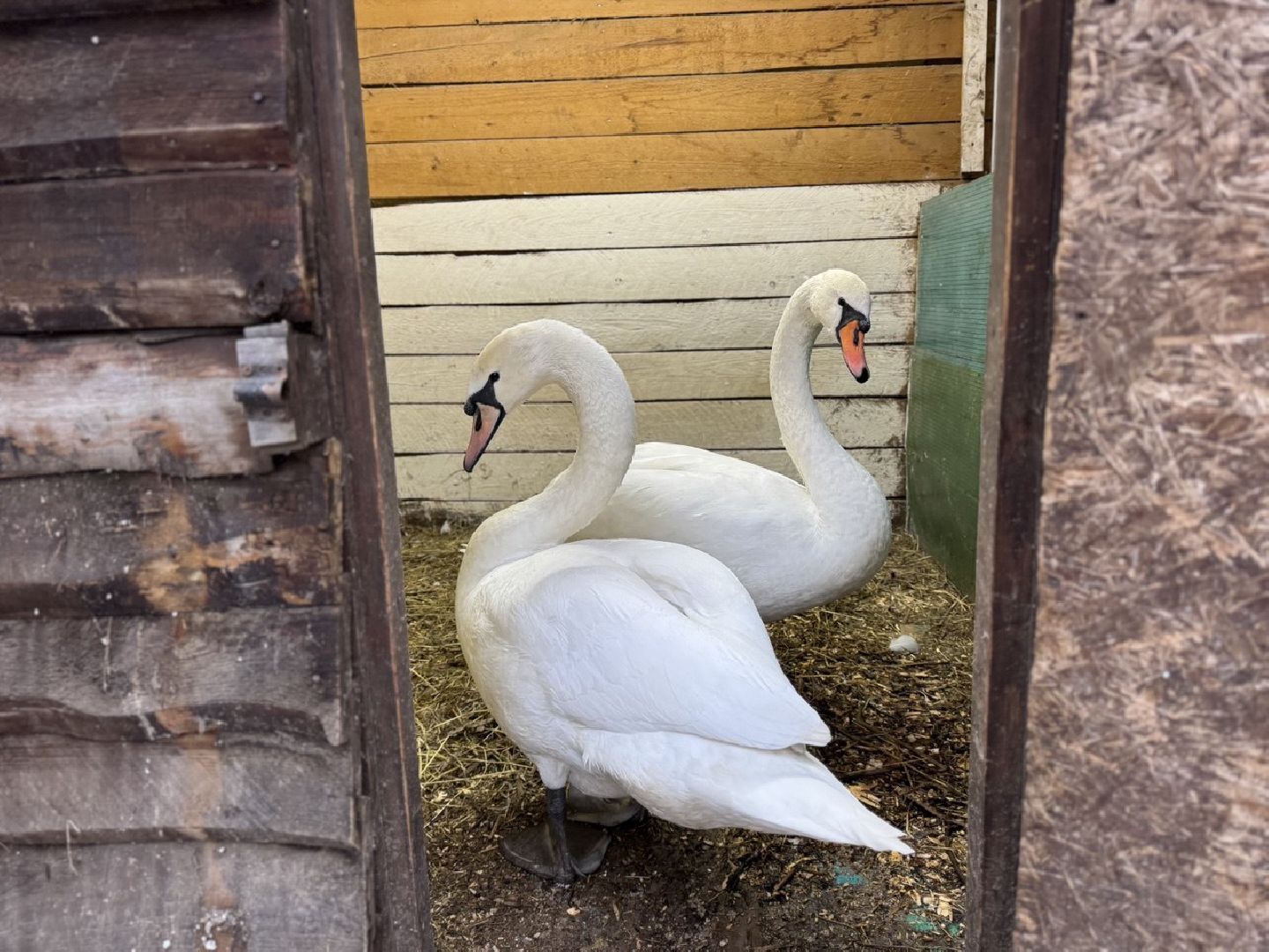 Сергиев Посад ,  Стеша и Микеша , лебеди ,