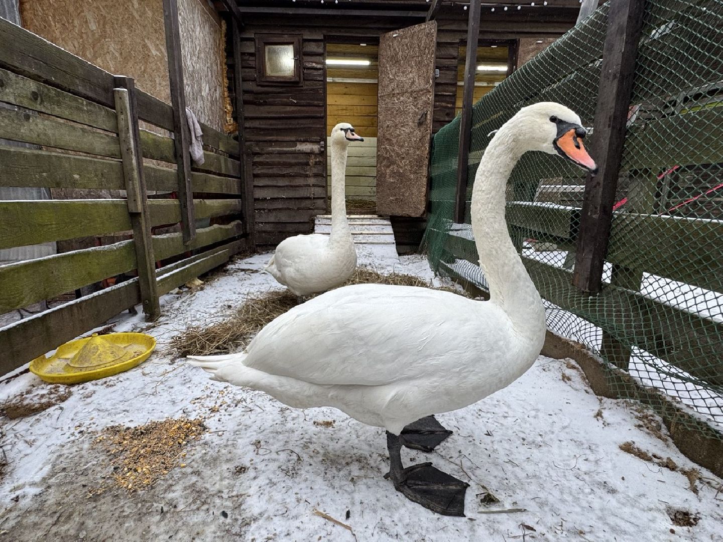 Сергиев Посад ,  Стеша и Микеша , лебеди ,