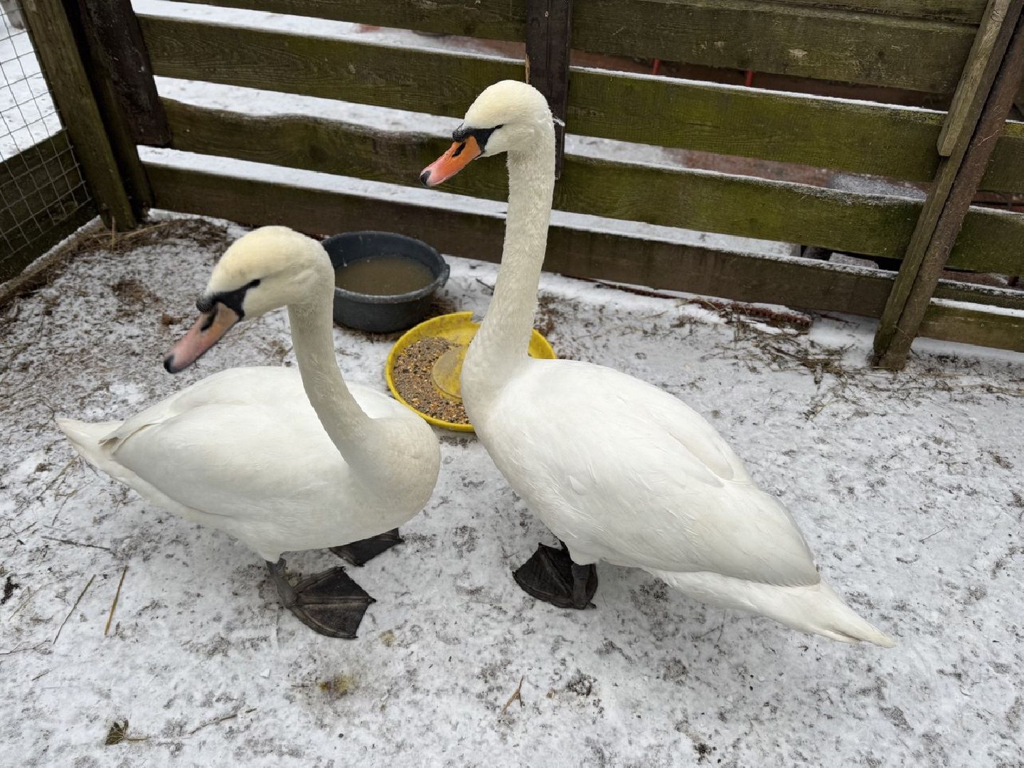 Сергиев Посад ,  Стеша и Микеша , лебеди ,