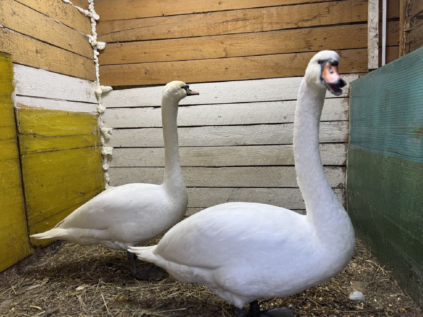 Сергиев Посад ,  Стеша и Микеша , лебеди ,