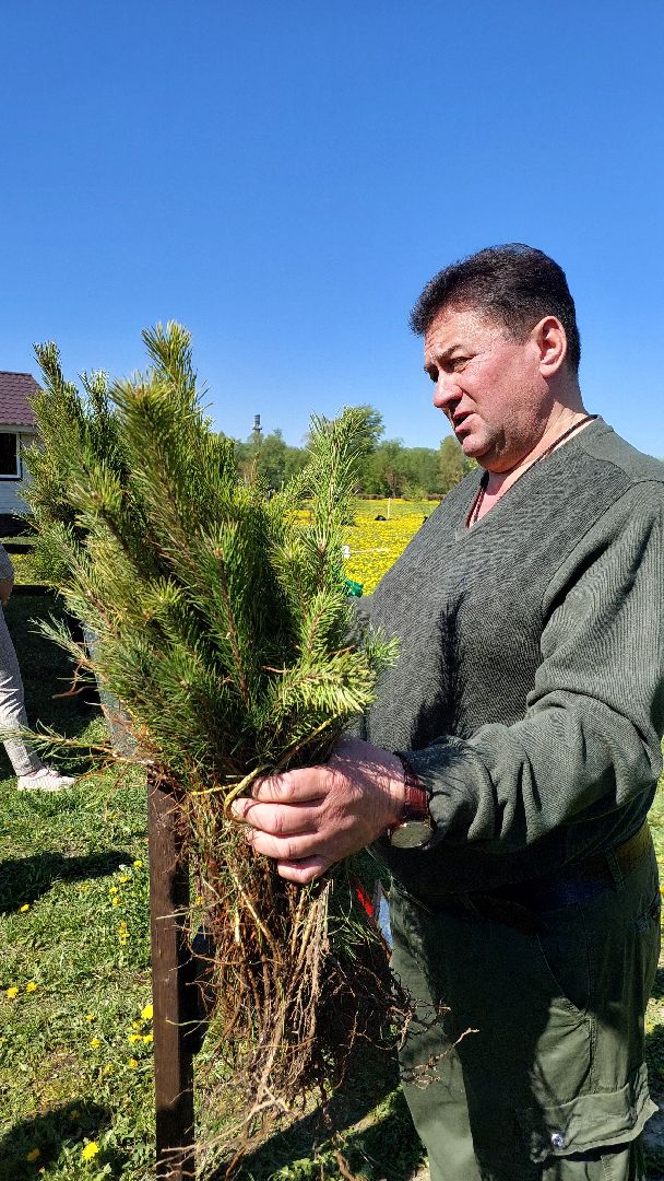 лес победы, день победы, русский лес, саженцы, серпухов, вов,