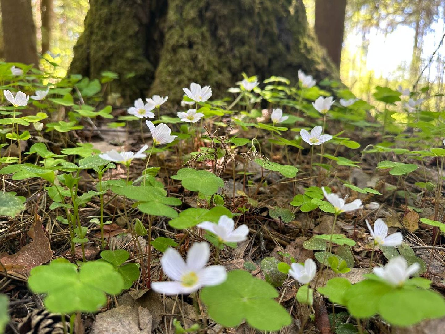 Можайск, Можайский городской округ, Подмосковье, Лес Победы, акция, День Победы