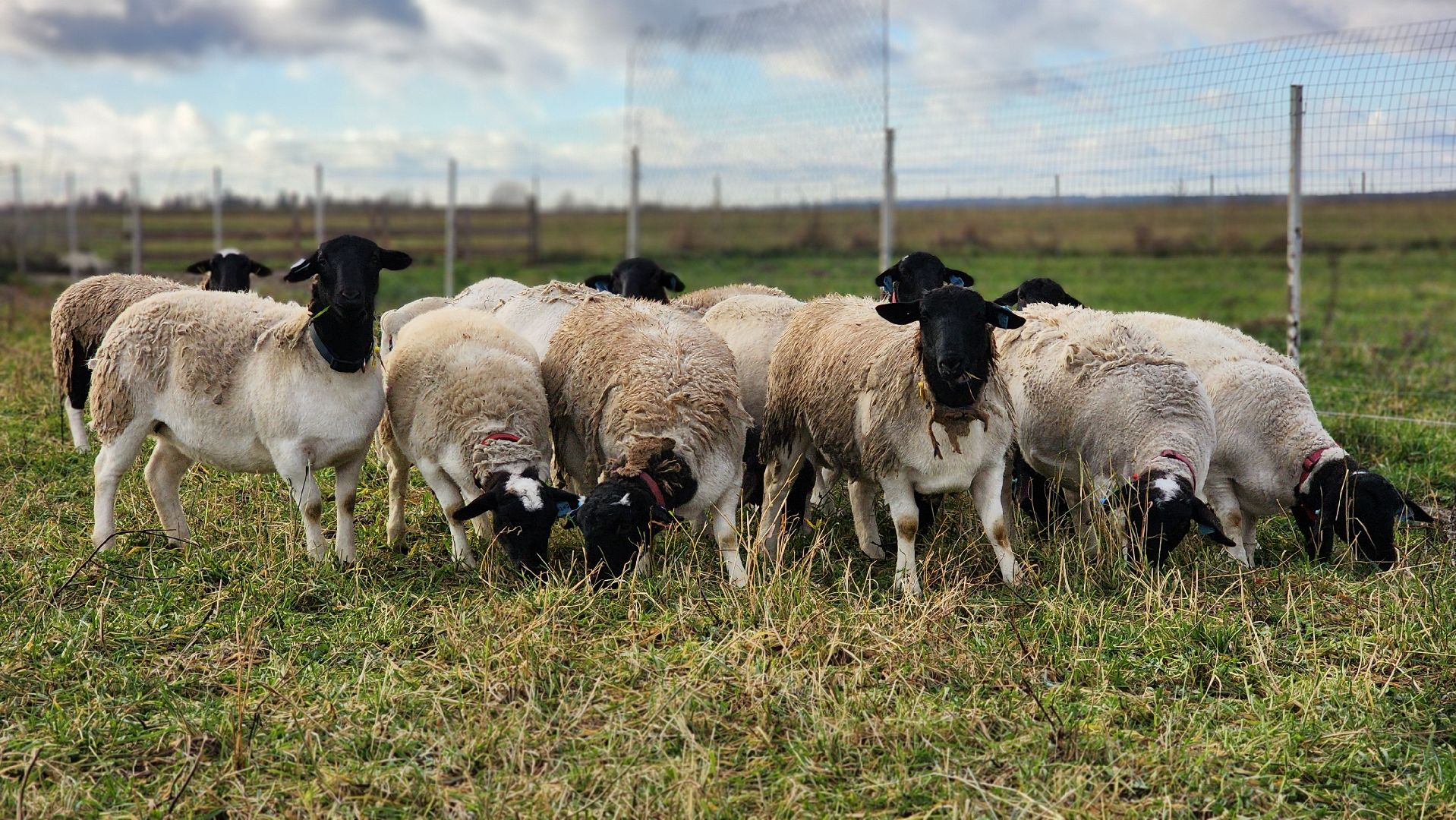 Руза, Кфх, сельское хозяйство, Дорперы,