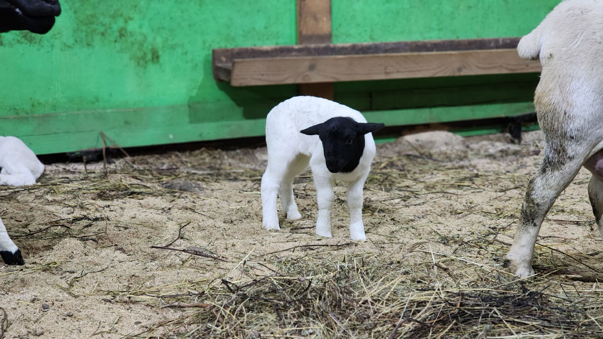 Руза, Кфх, сельское хозяйство, Дорперы,