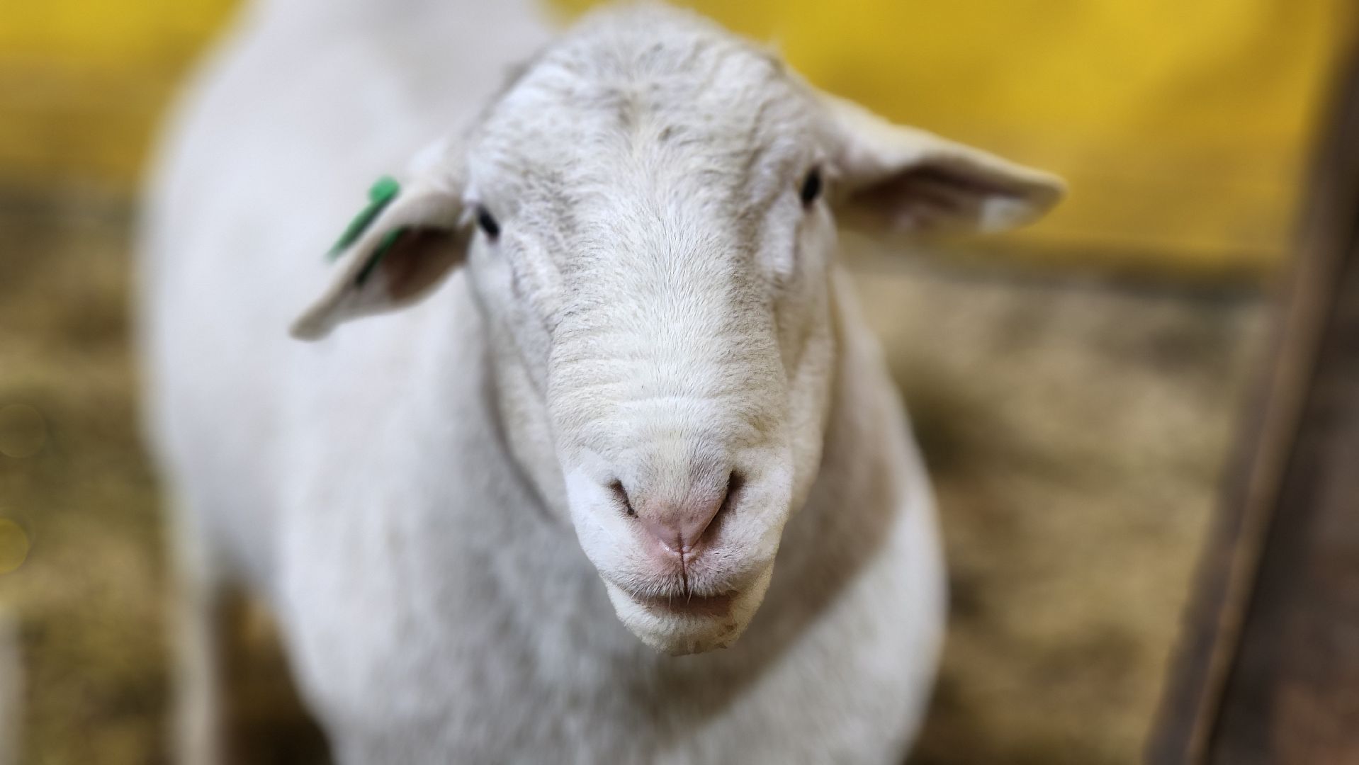 Руза, Кфх, сельское хозяйство, Дорперы,